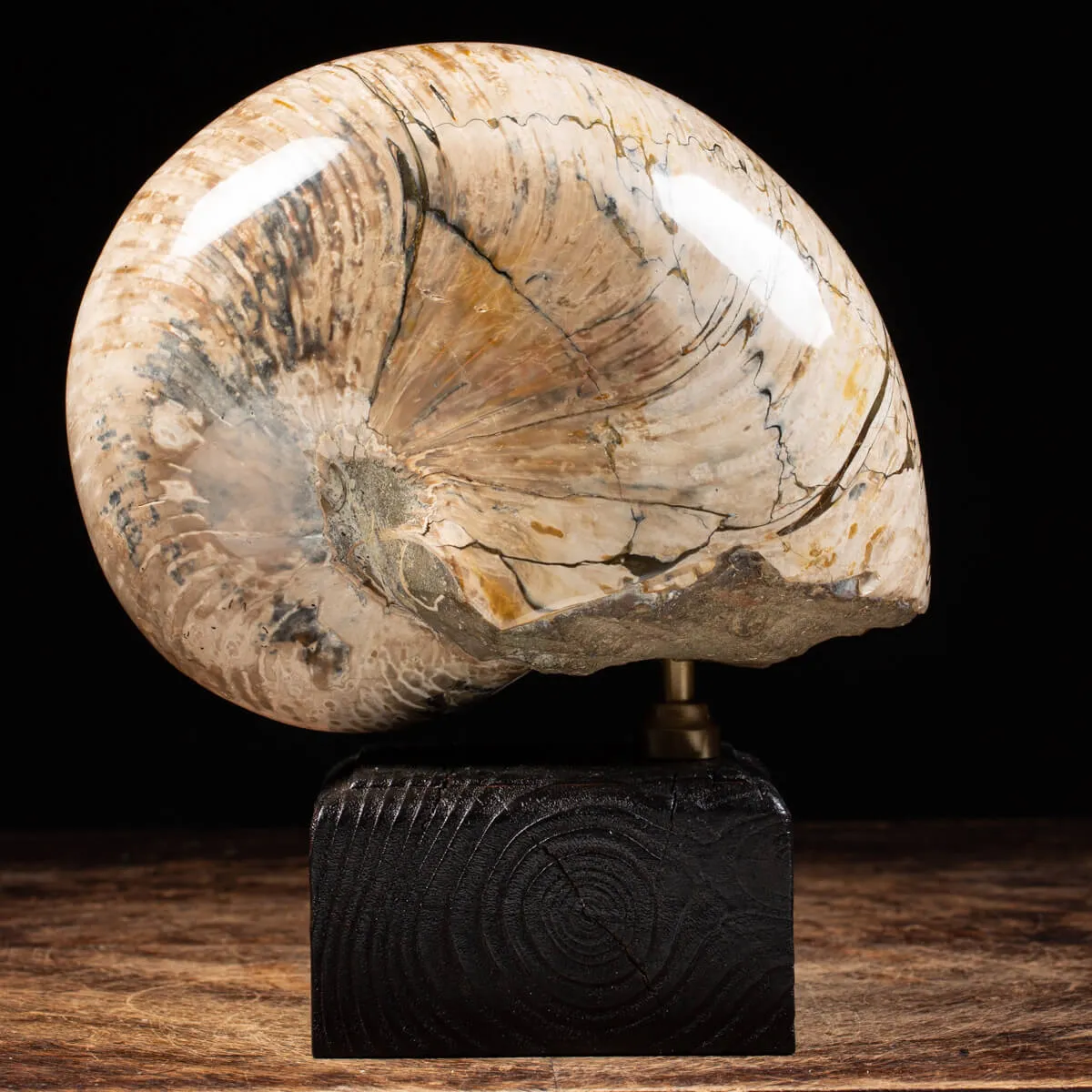 Nautiloide Fossile