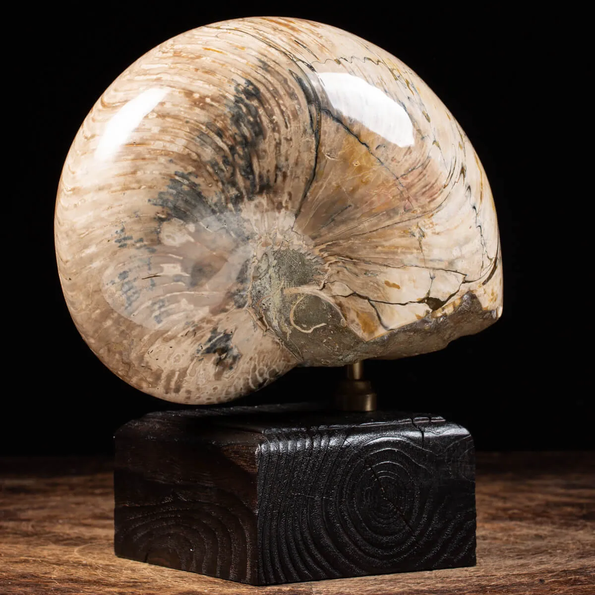 Nautiloide Fossile