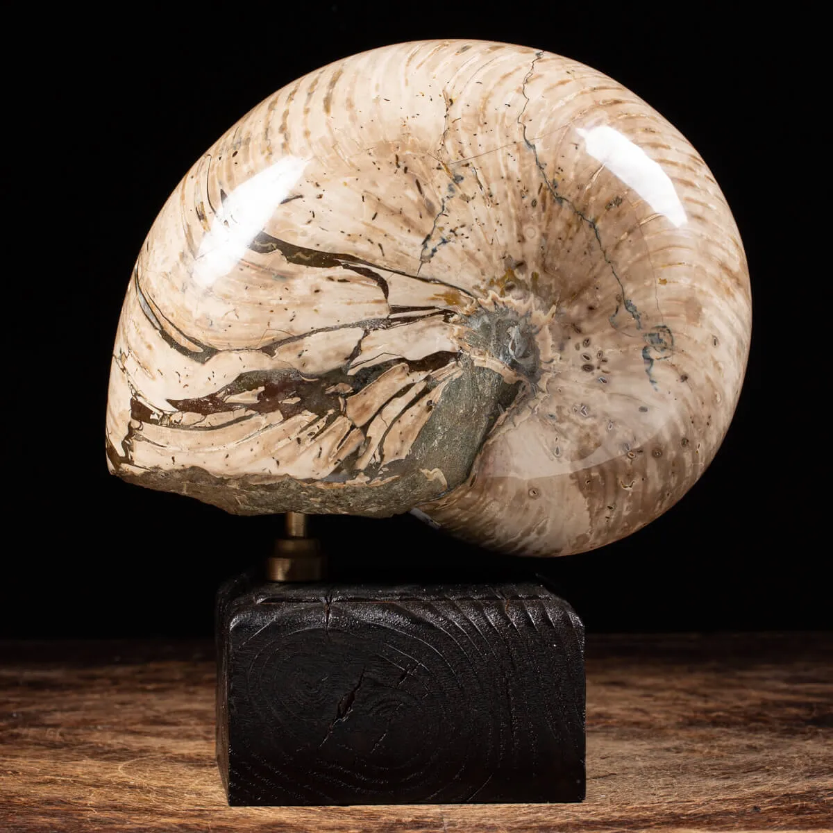 Nautiloide Fossile