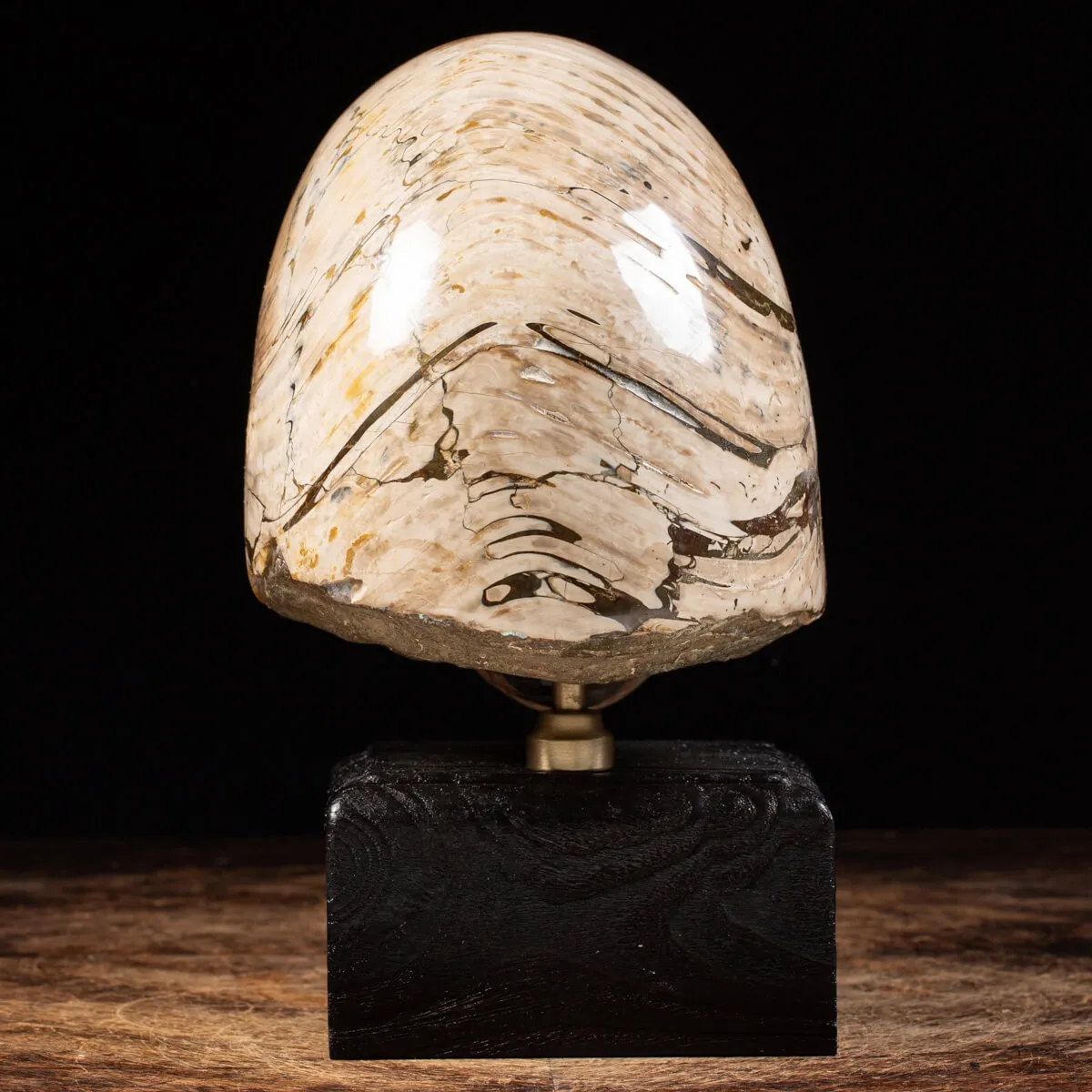 Nautiloide Fossile