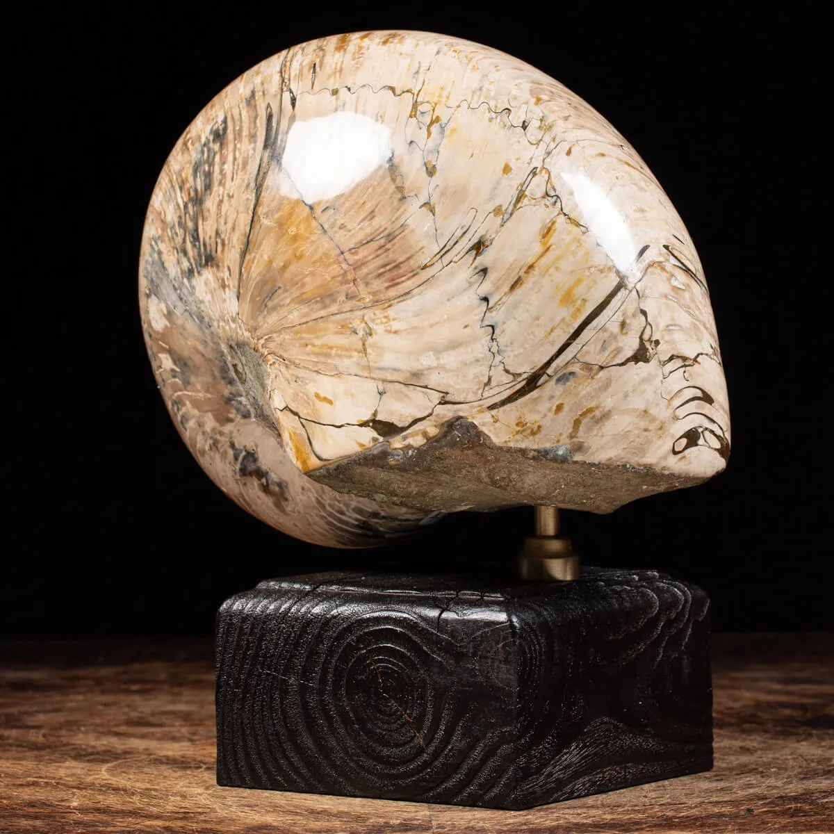 Nautiloide Fossile