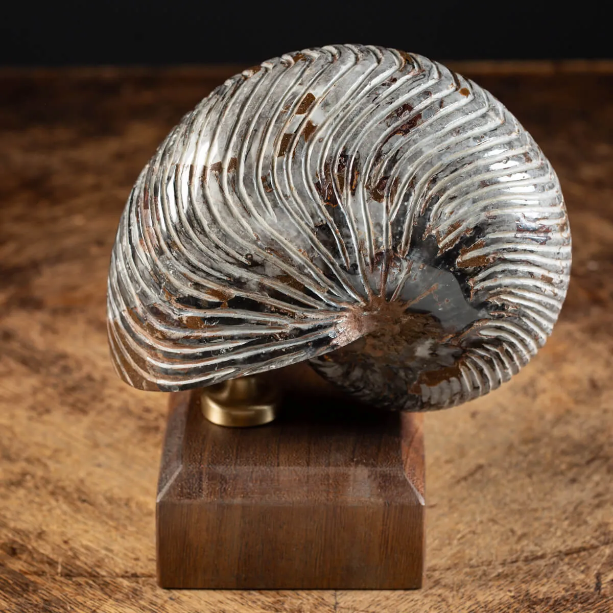 Nautiloide Fossile