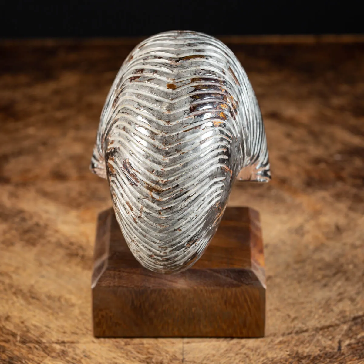 Nautiloide Fossile