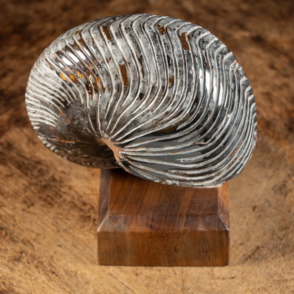 Nautiloide Fossile