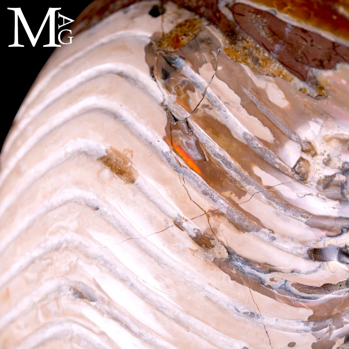 Nautilus fossile - Cymatoceras specie