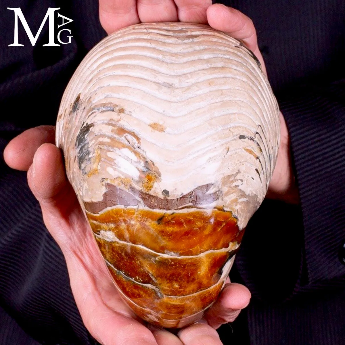 Nautilus fossile - Cymatoceras specie