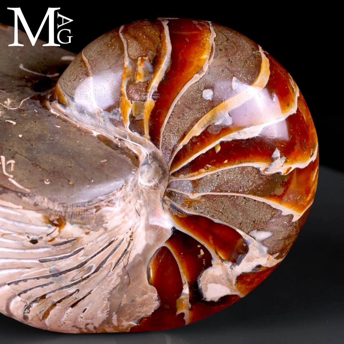 Nautilus fossile - Cymatoceras specie