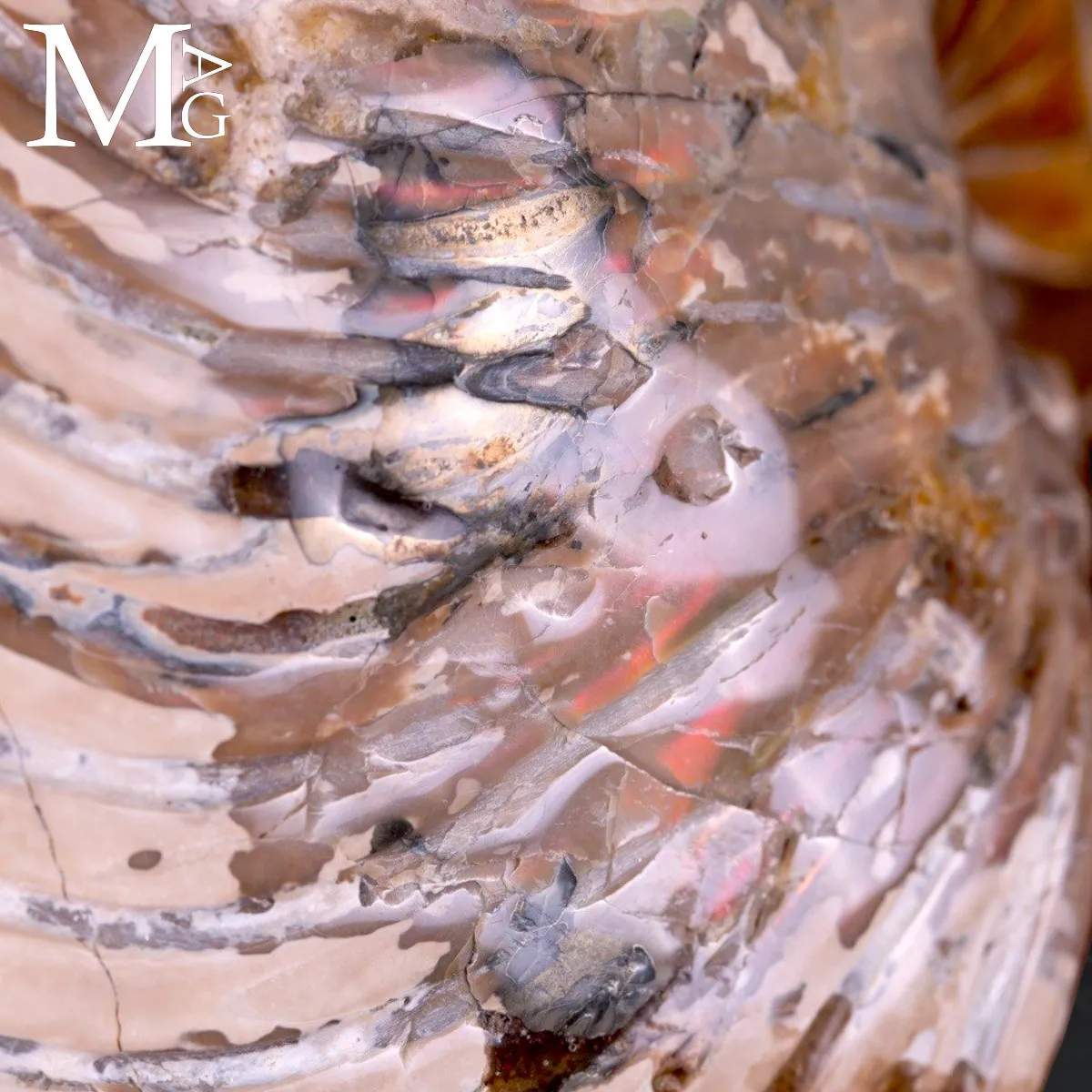 Nautilus fossile - Cymatoceras specie