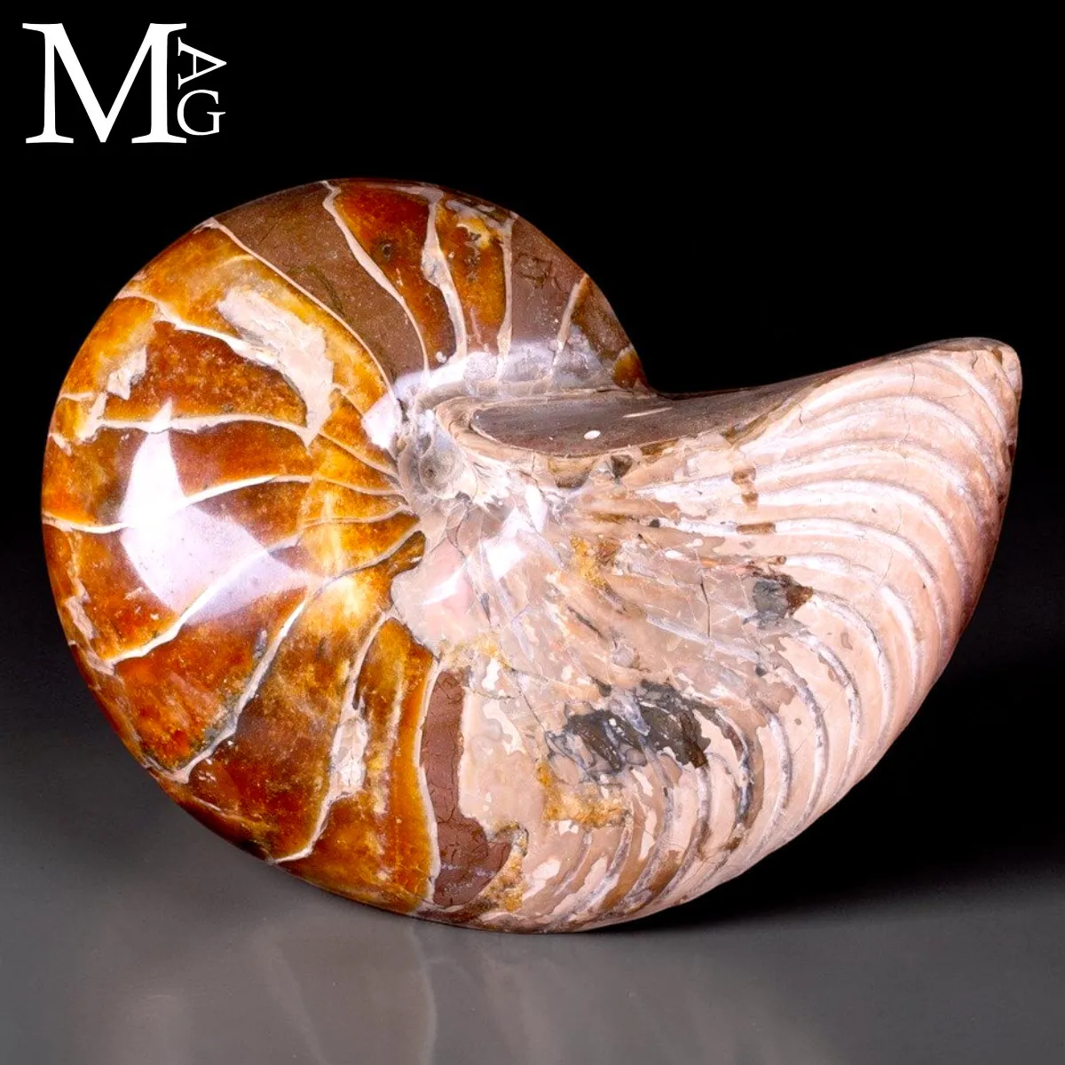 Nautilus fossile - Cymatoceras specie