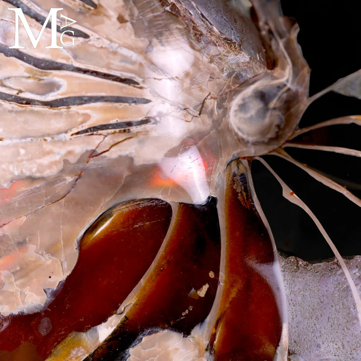 Nautilus fossile - Cymatoceras specie