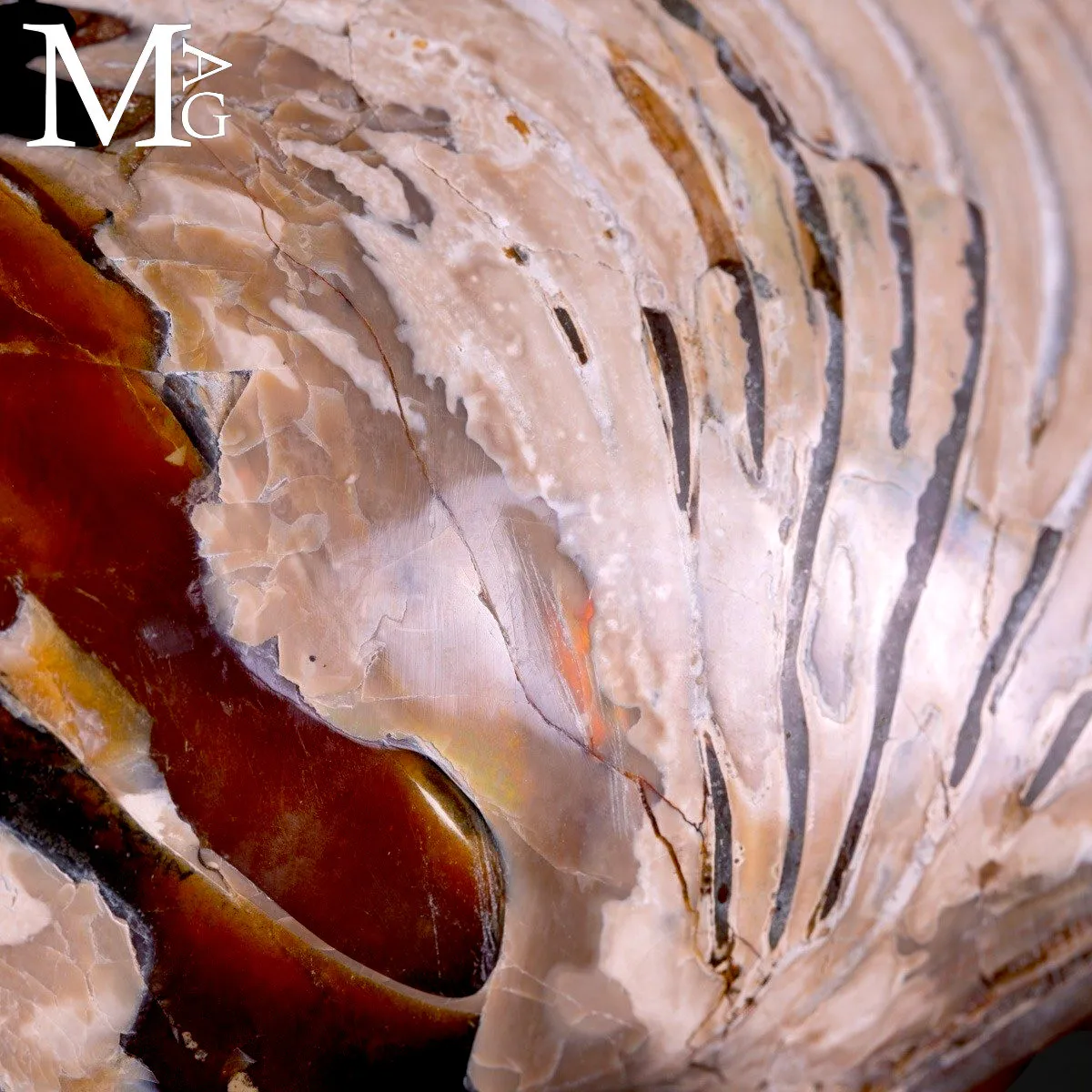 Nautilus fossile - Cymatoceras specie