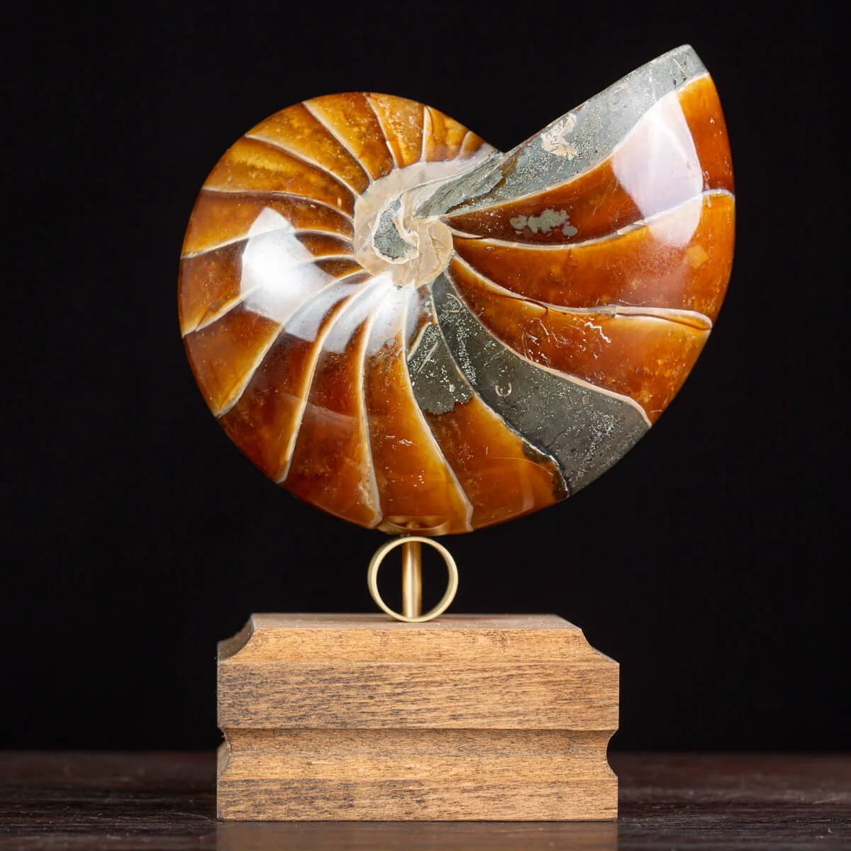Nautilus Fossile: Un Capolavoro Naturale in Calcite e Aragonite.