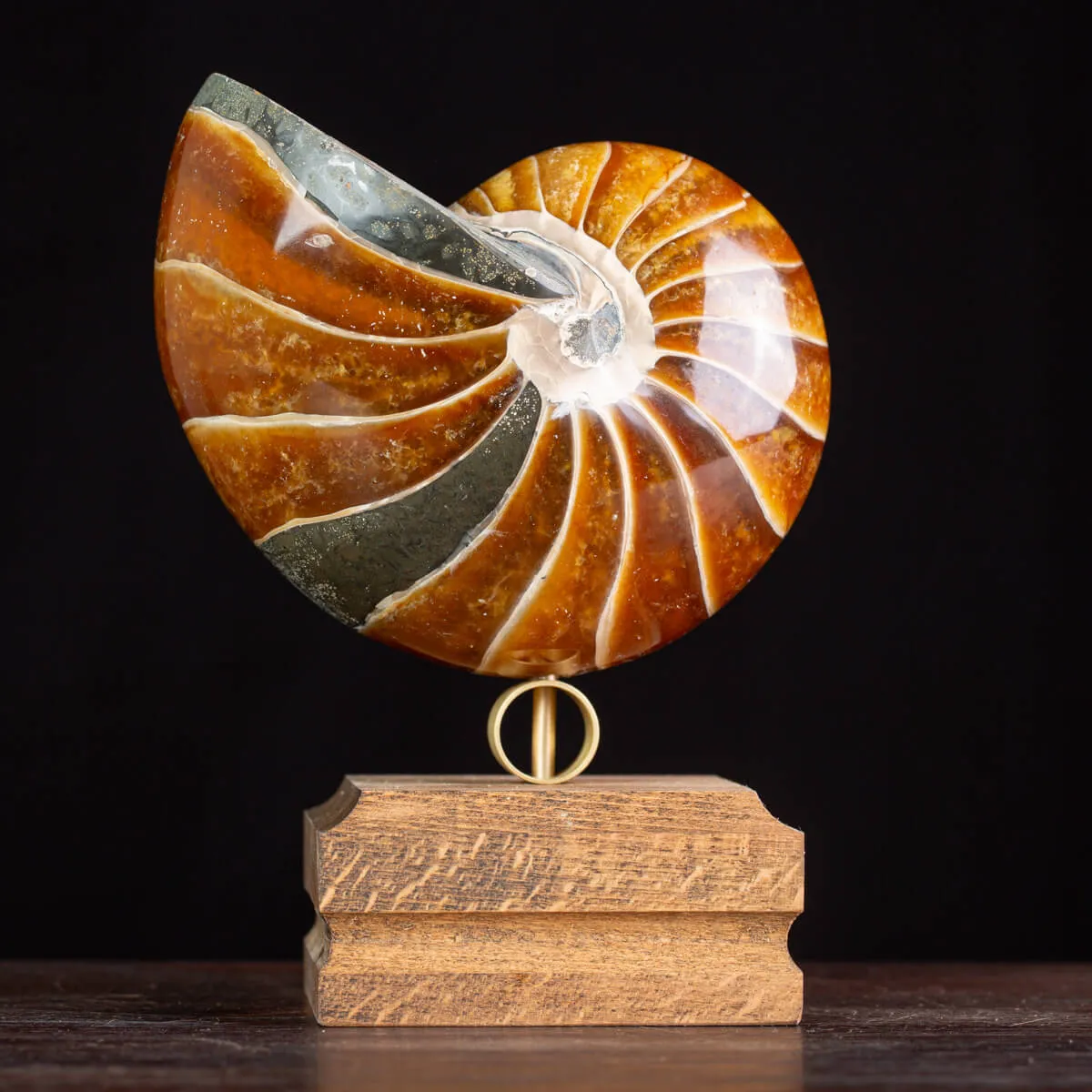 Nautilus Fossile: Un Capolavoro Naturale in Calcite e Aragonite.