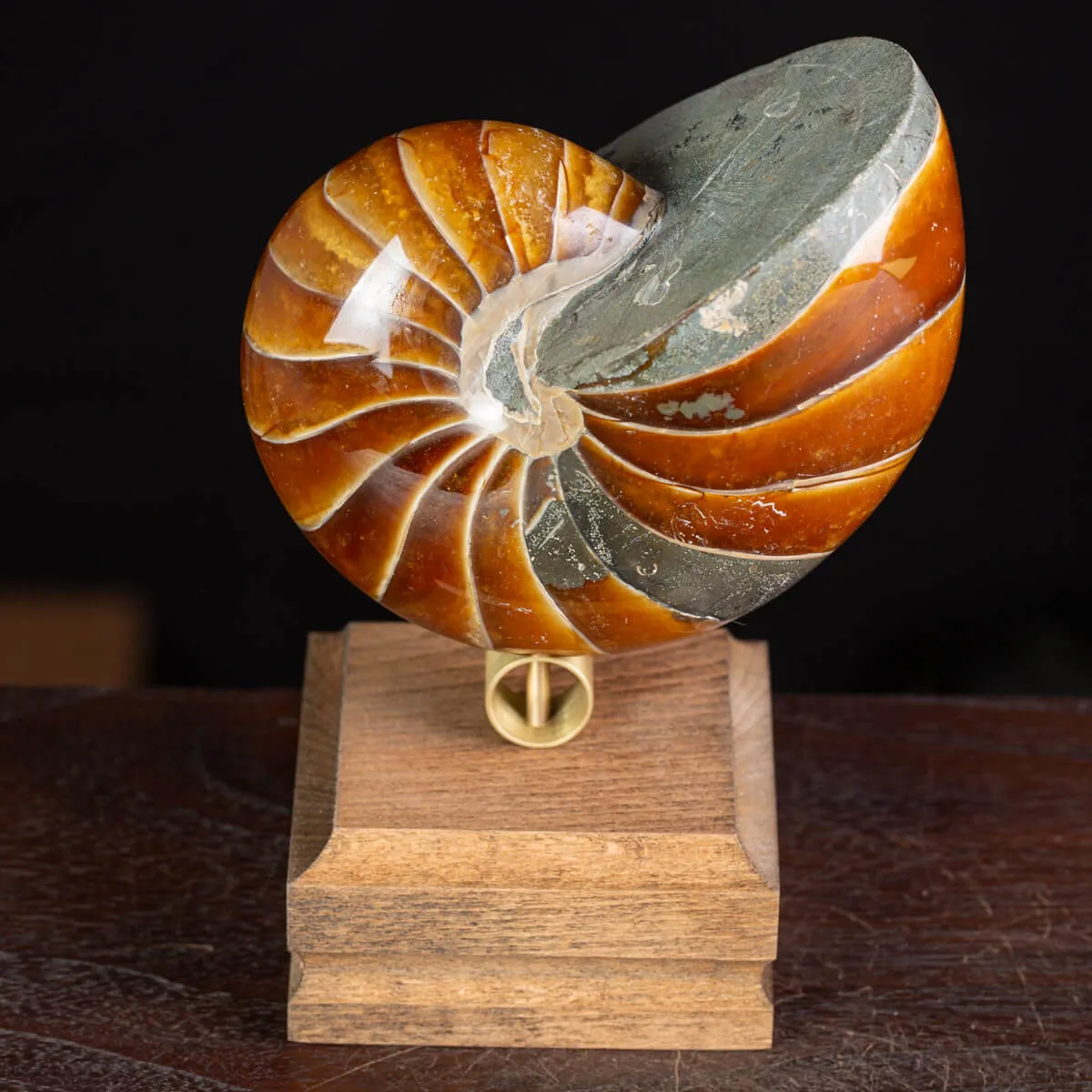 Nautilus Fossile: Un Capolavoro Naturale in Calcite e Aragonite.
