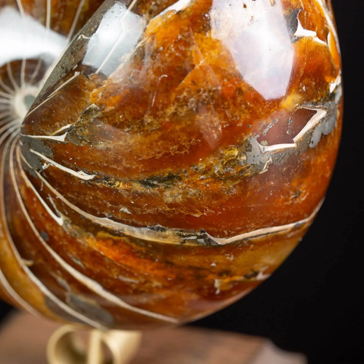 Nautilus Fossile: Eleganza Antica.