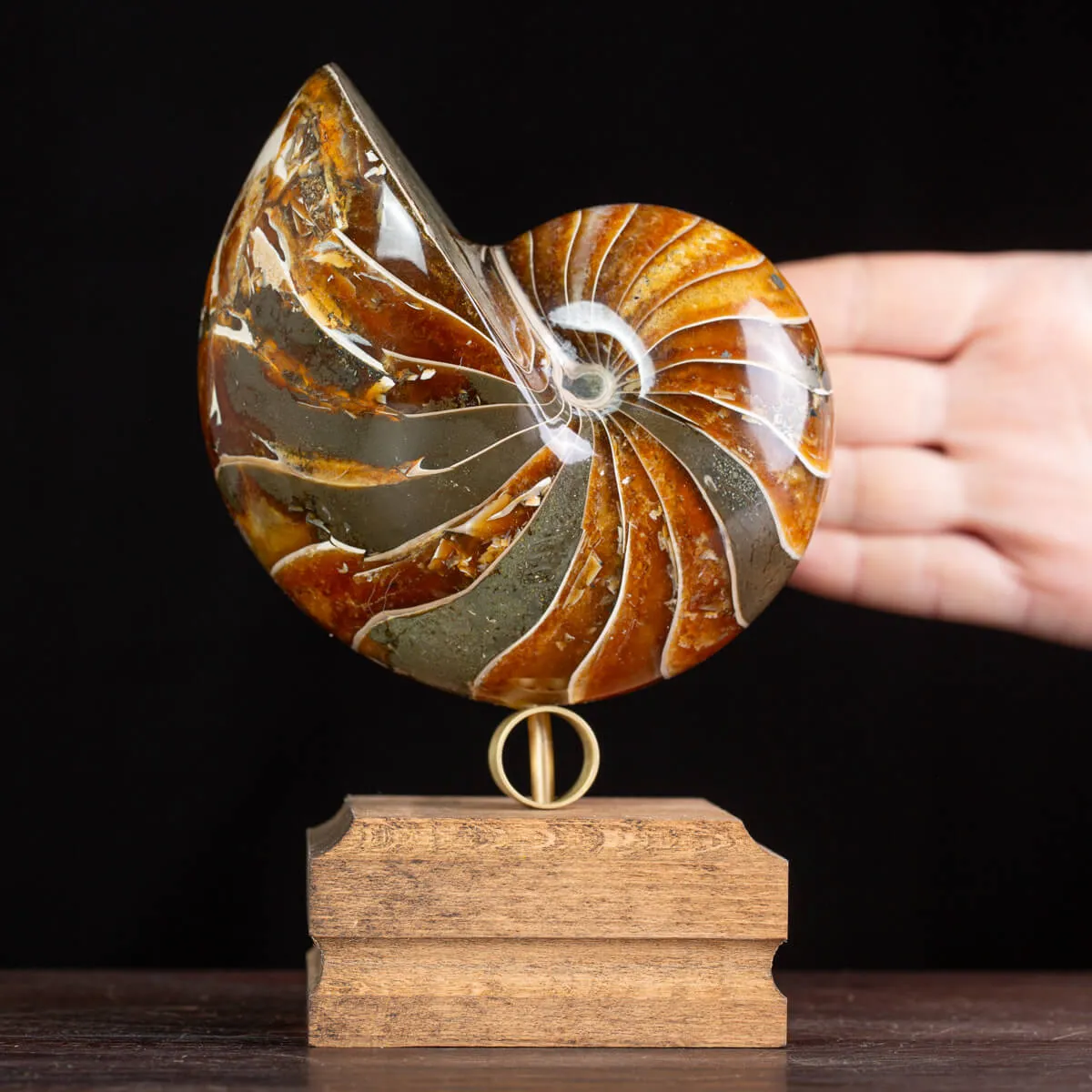 Nautilus Fossile: Eleganza Antica.
