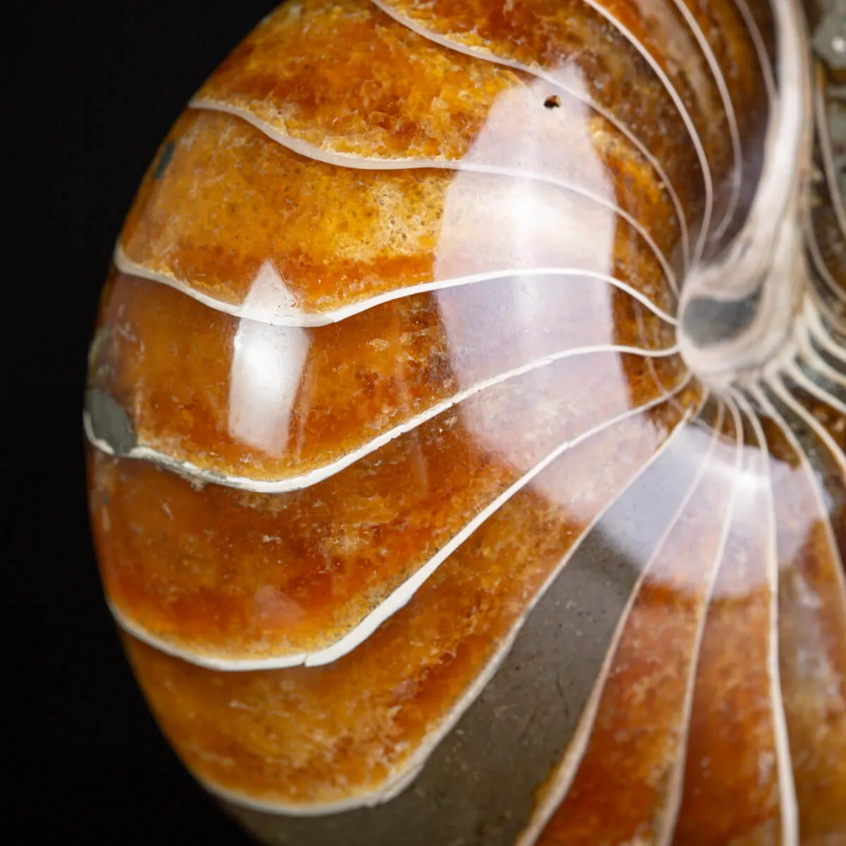 Nautilus Fossile: Eleganza Antica.