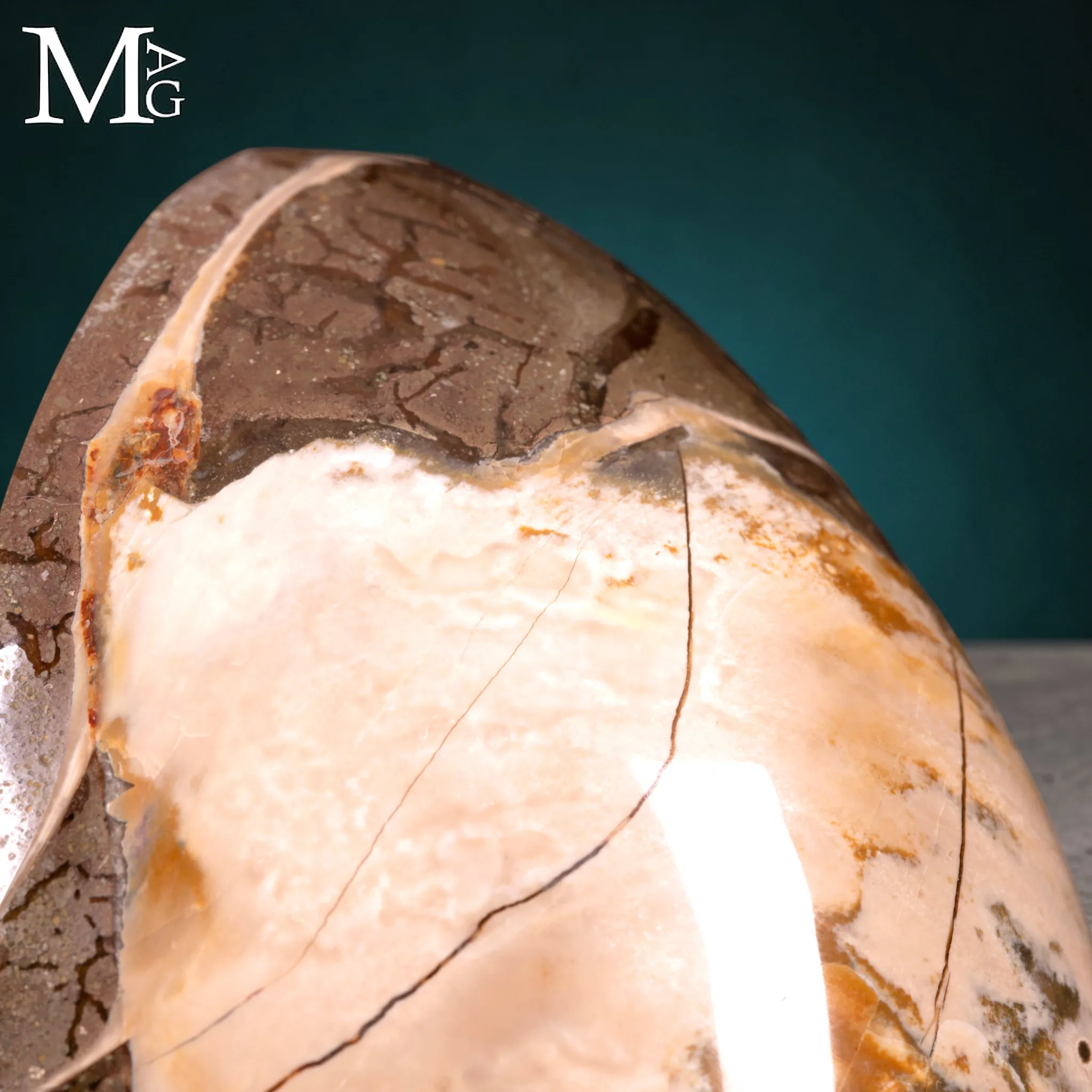 Nautilus Fossile – Arte Naturale.