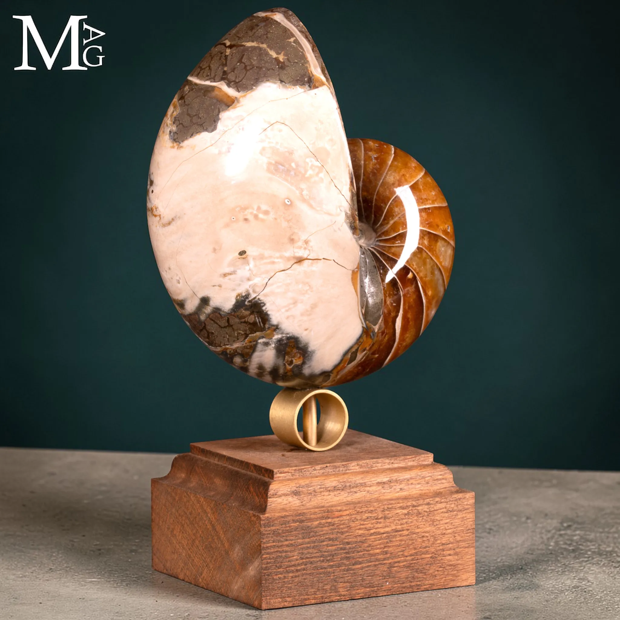 Nautilus Fossile – Arte Naturale.