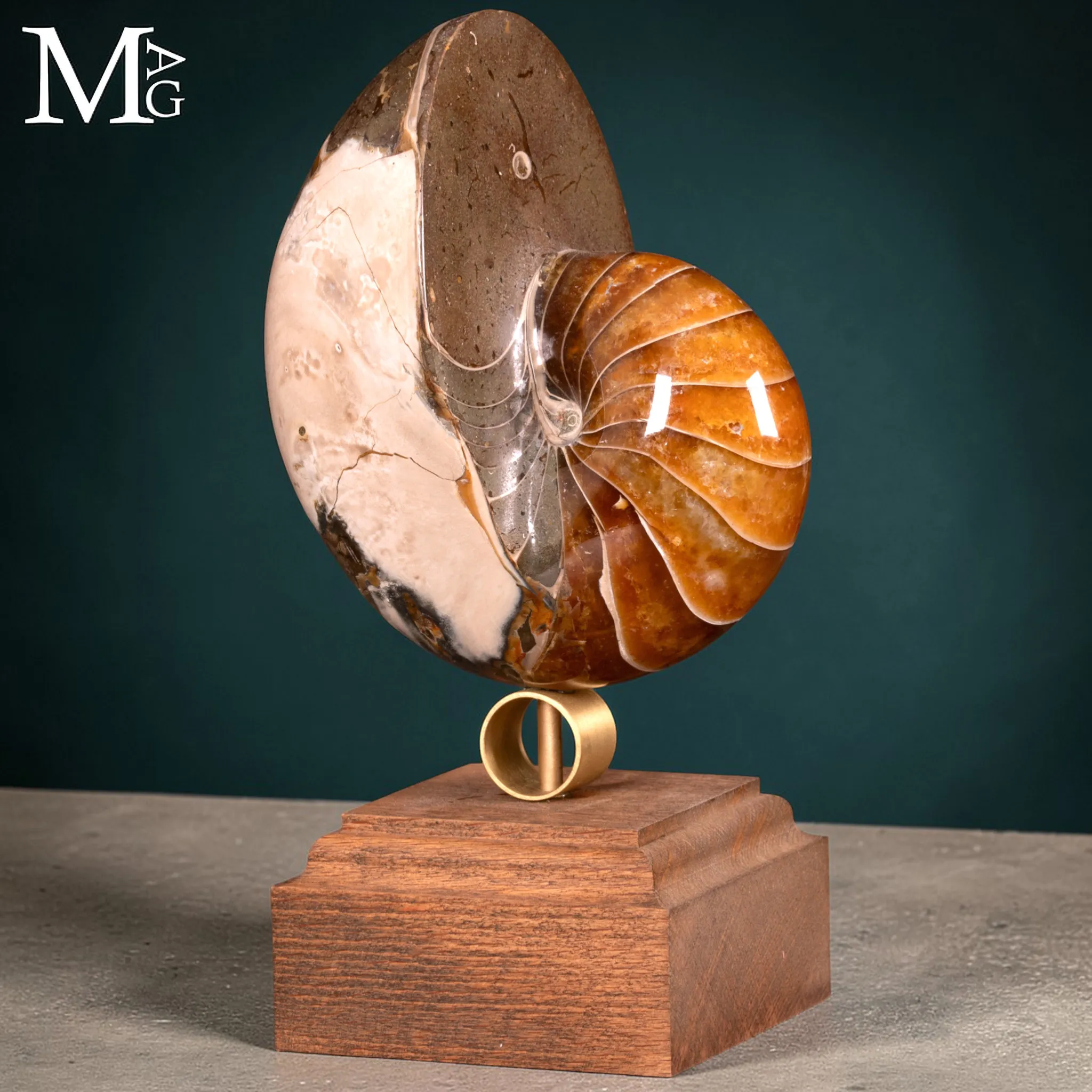Nautilus Fossile – Arte Naturale.