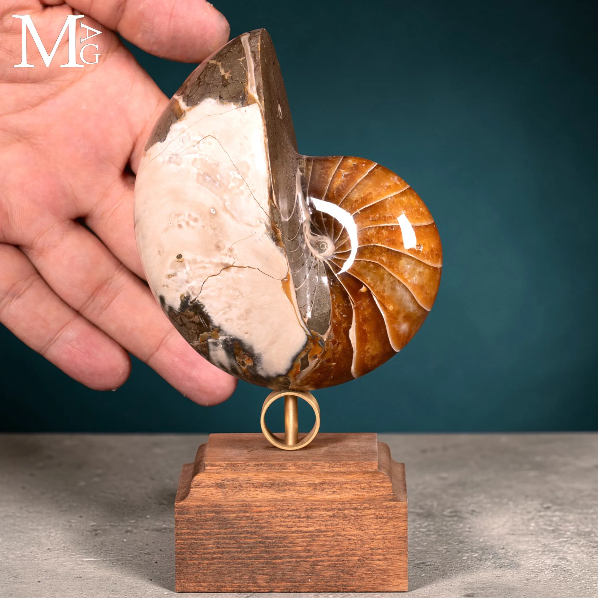 Nautilus Fossile – Arte Naturale.