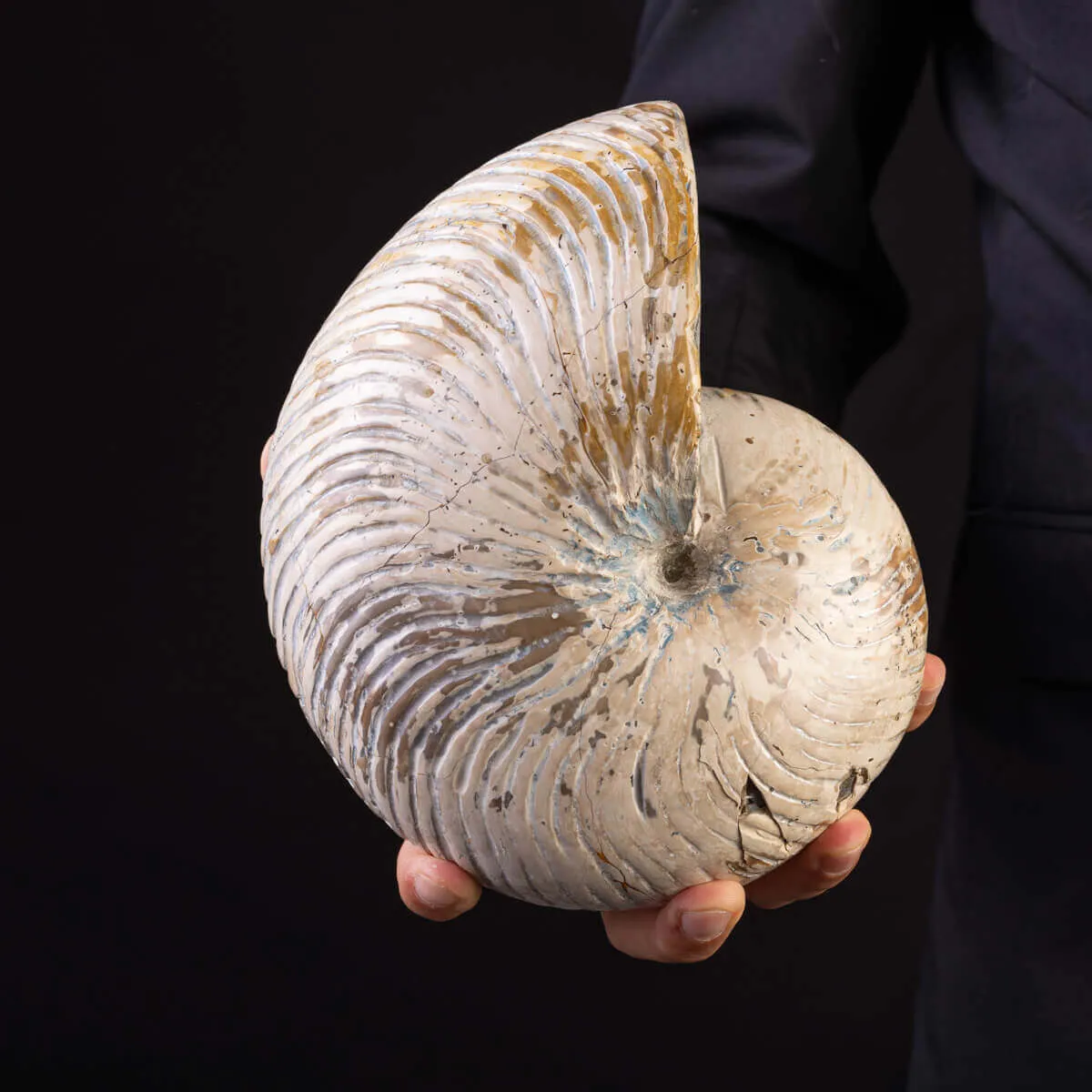 Fossile di Nautilus con Costolature – Madagascar