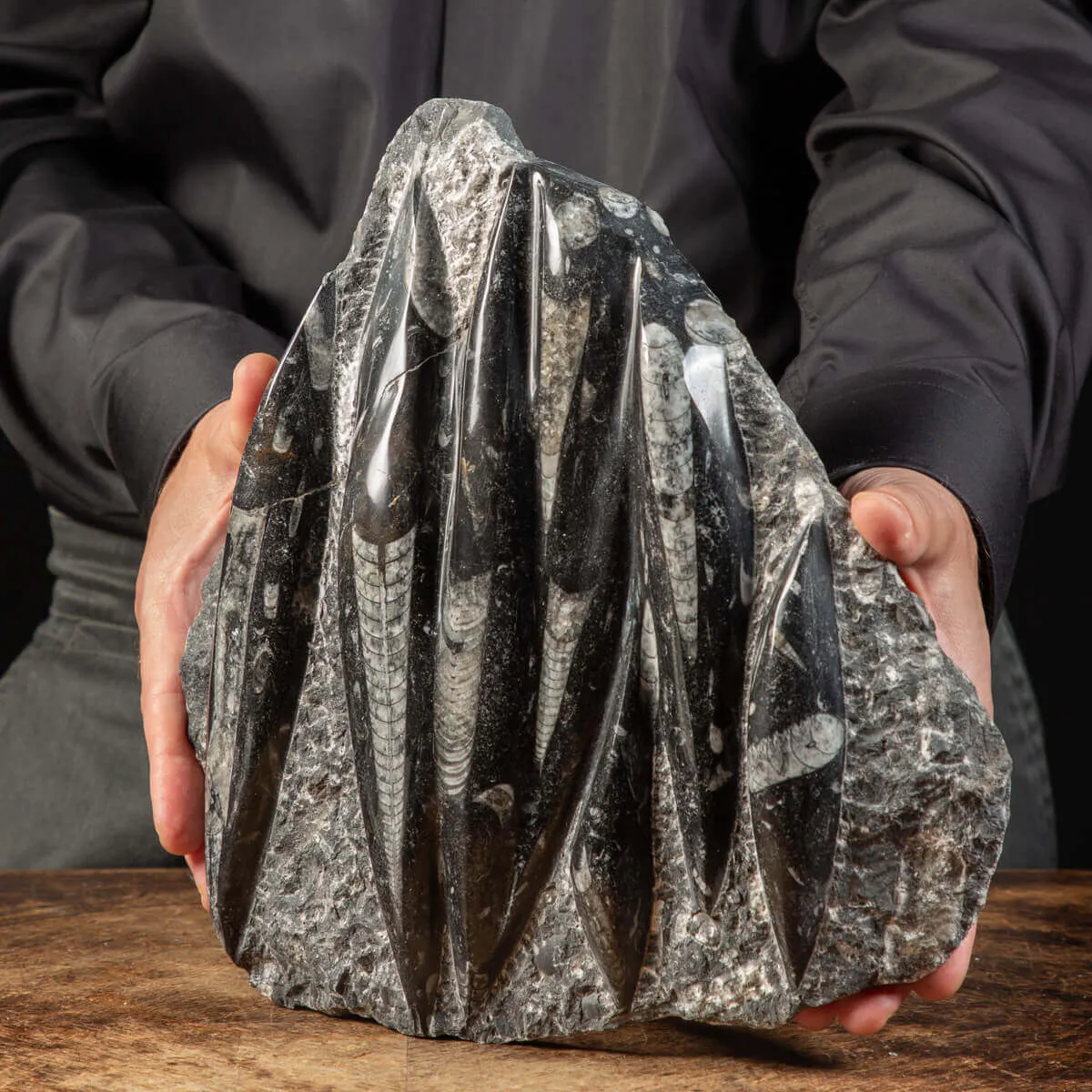 Lastra con Orthoceras Fossili