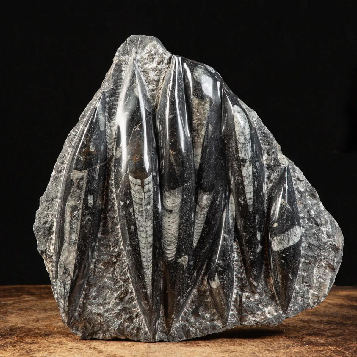 Lastra con Orthoceras Fossili