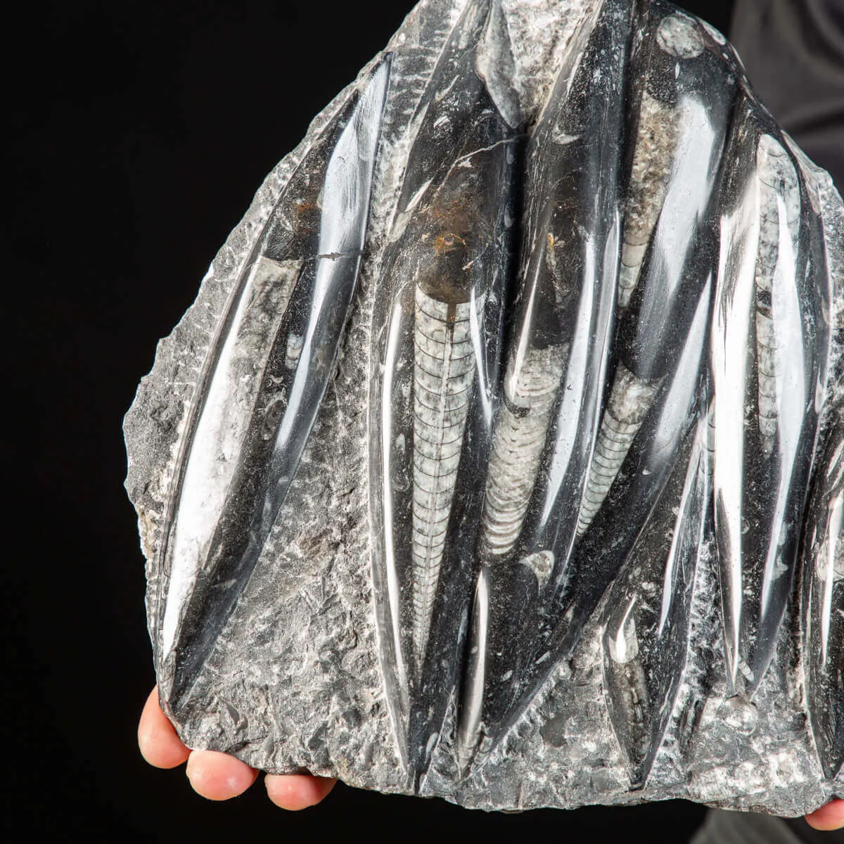Lastra con Orthoceras Fossili