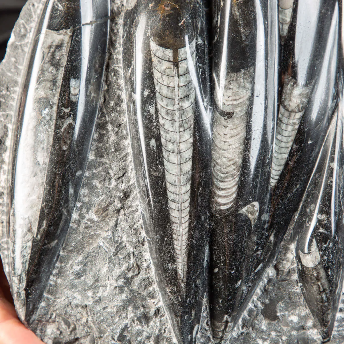 Lastra con Orthoceras Fossili