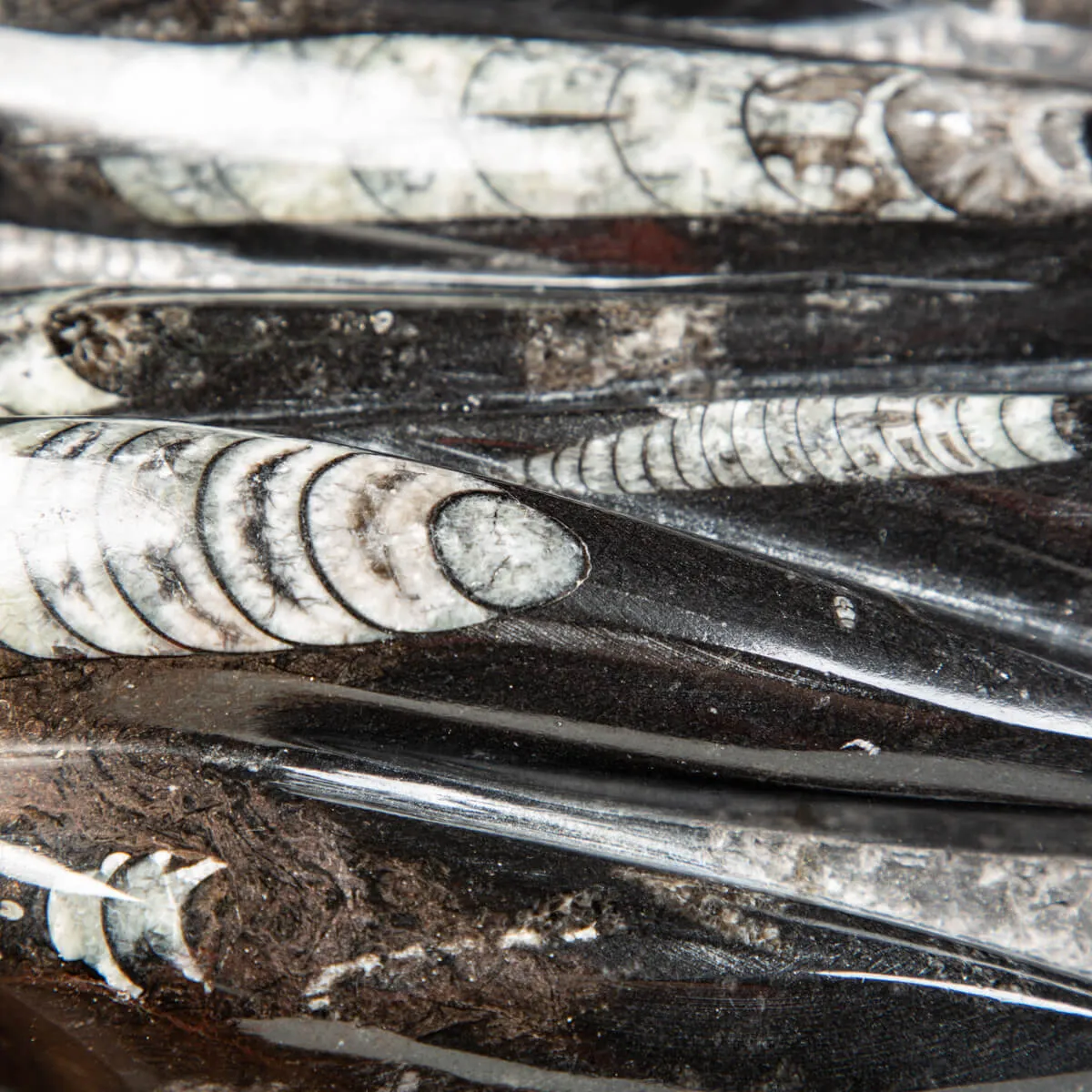 Lastra con Orthoceras Fossili