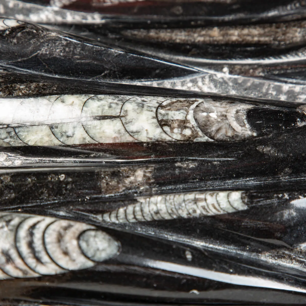 Lastra con Orthoceras Fossili