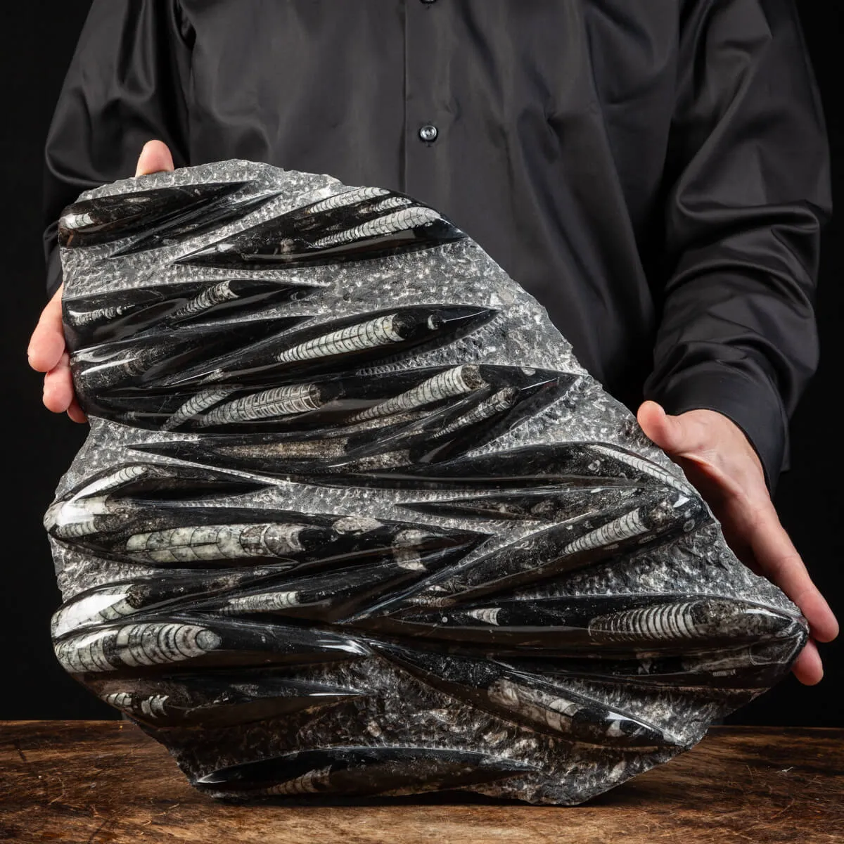Lastra con Orthoceras Fossili