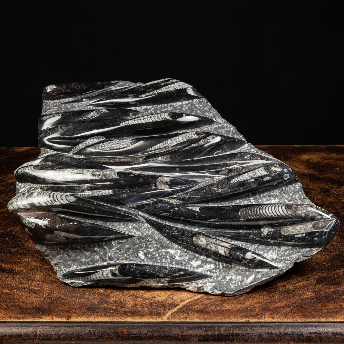 Lastra con Orthoceras Fossili
