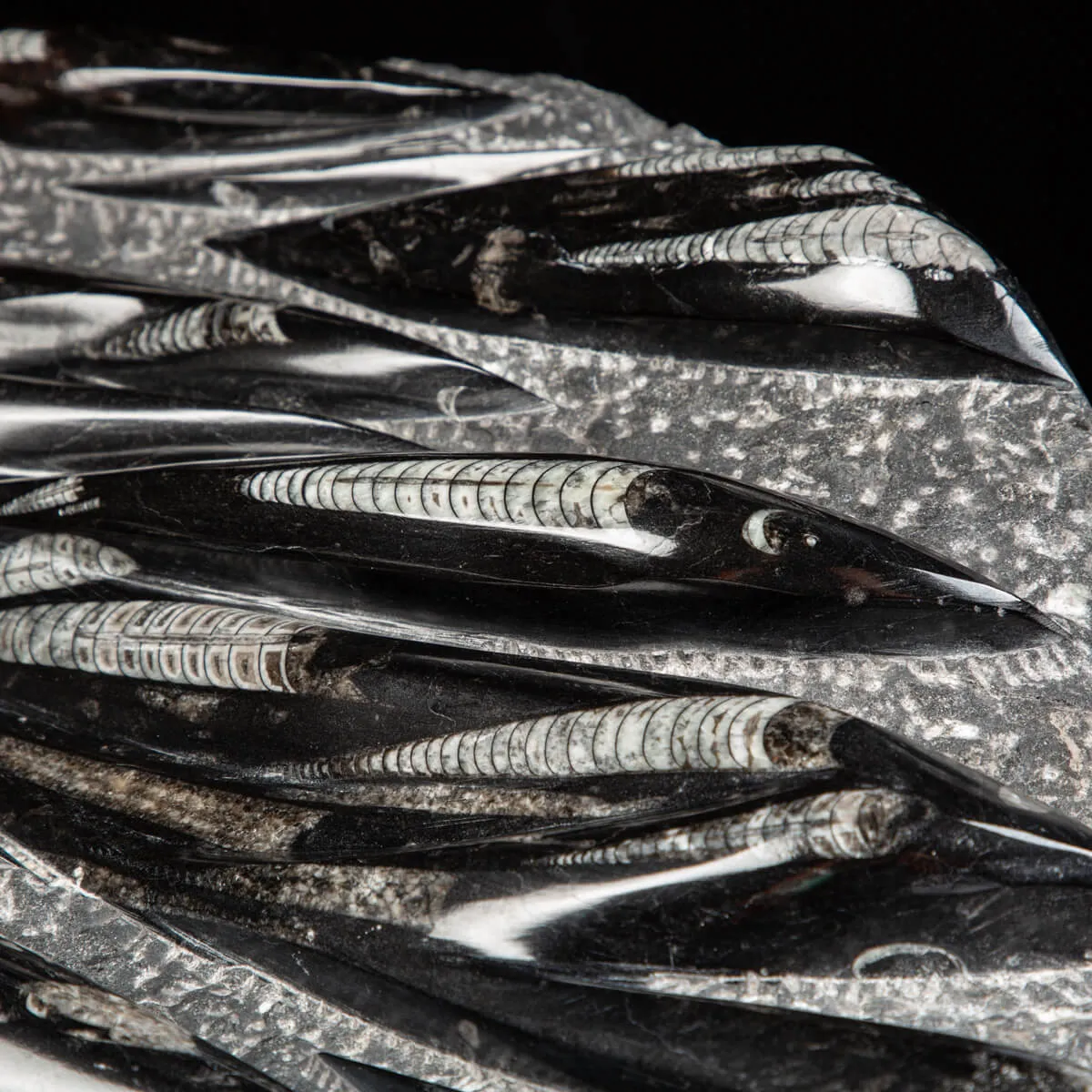 Lastra con Orthoceras Fossili
