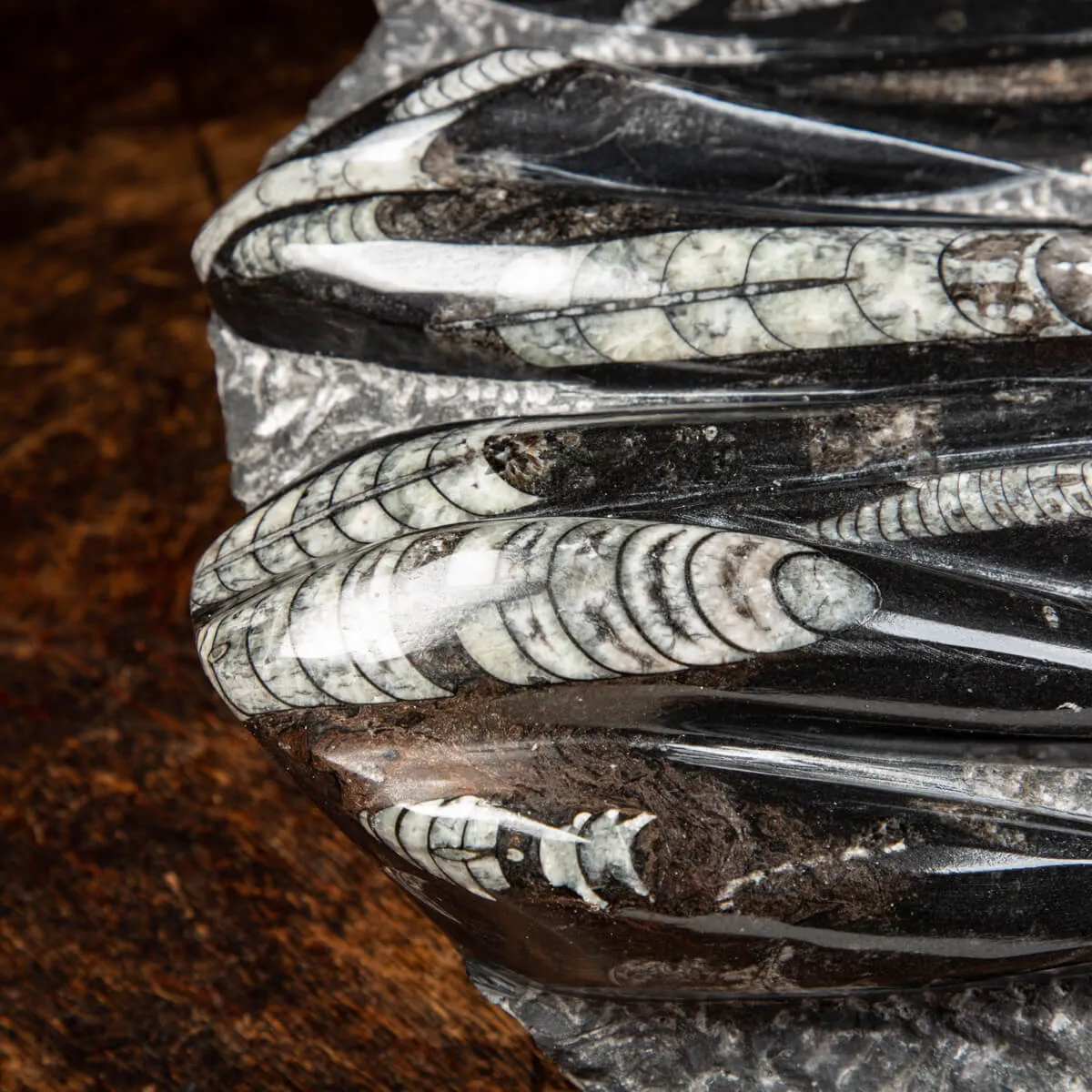Lastra con Orthoceras Fossili