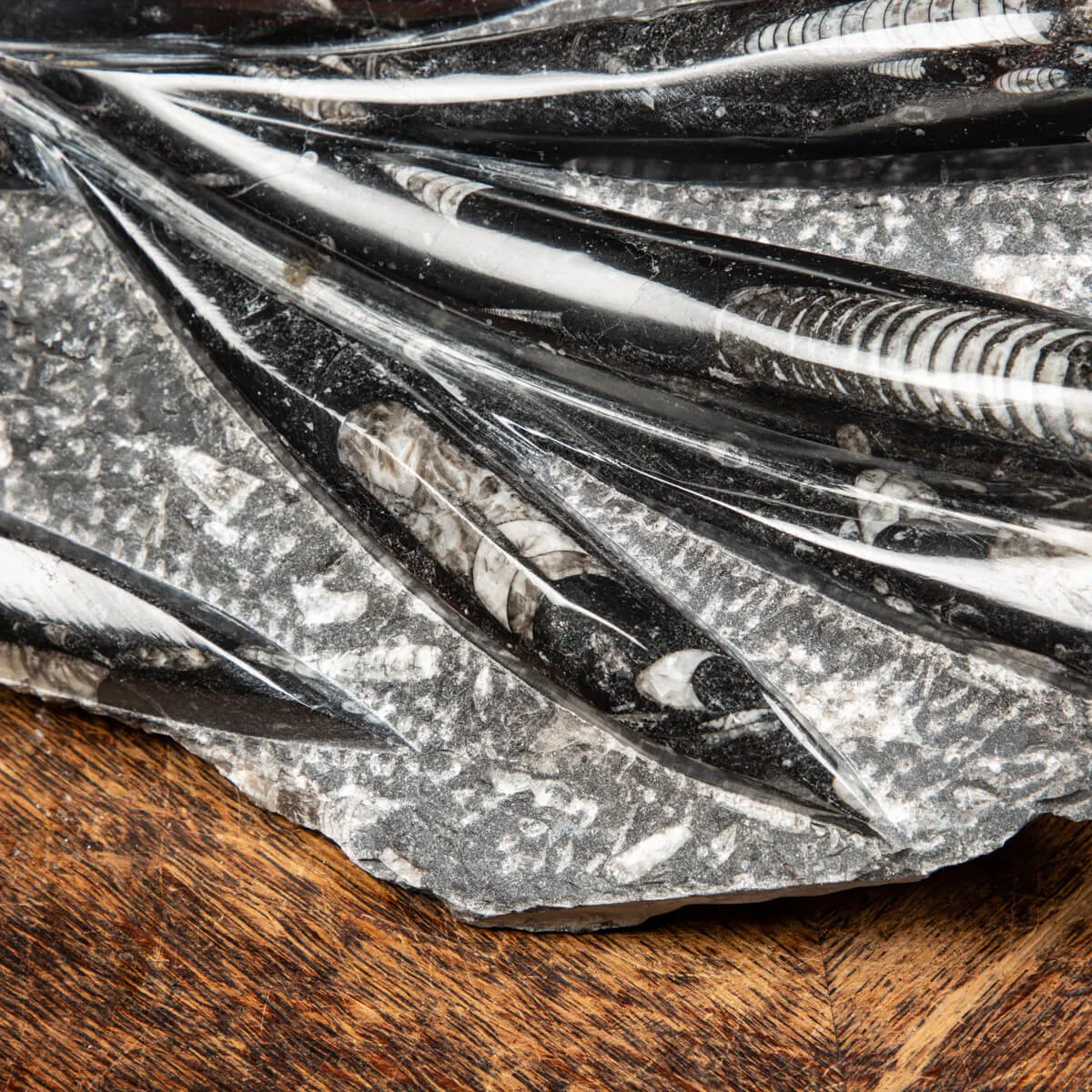 Lastra con Orthoceras Fossili