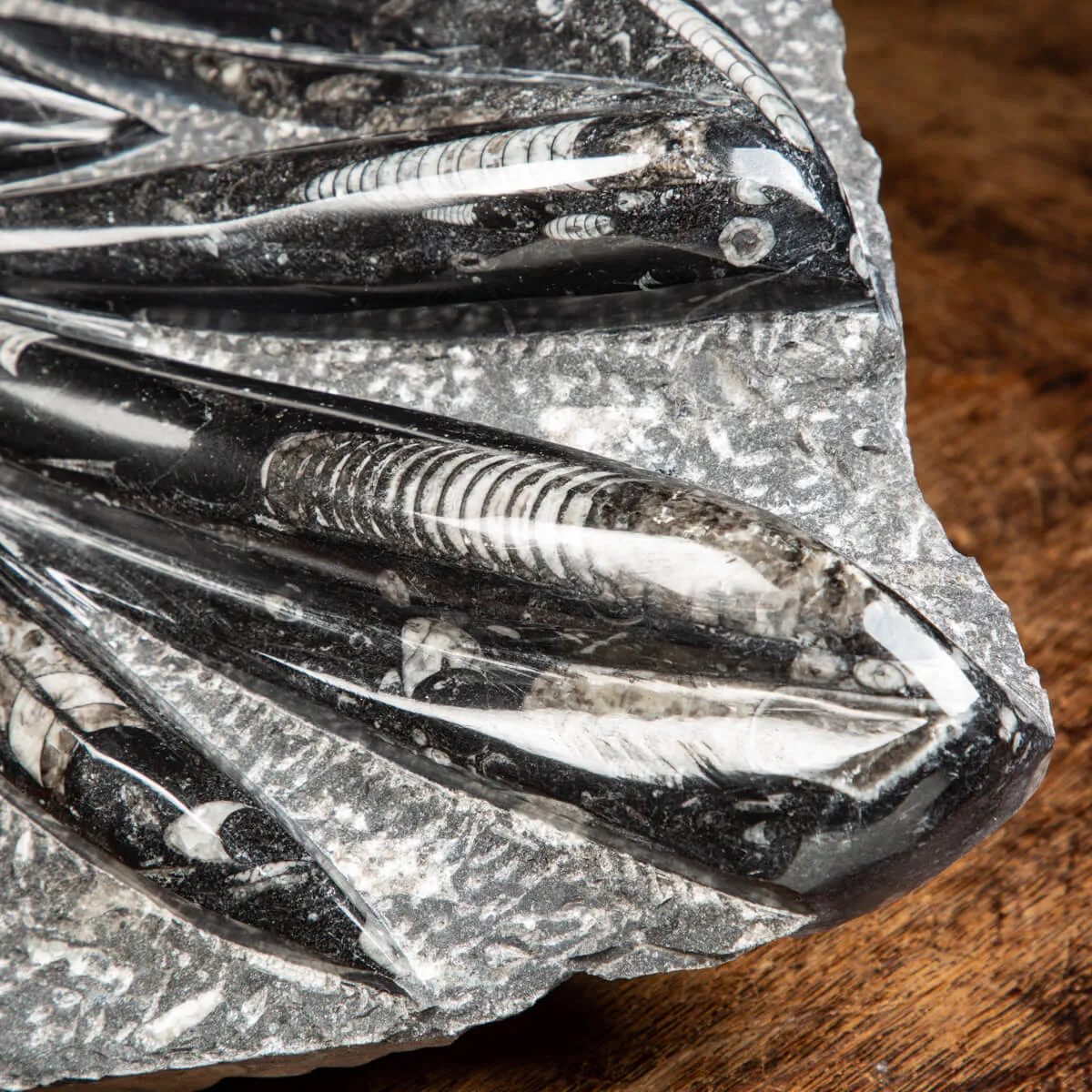 Lastra con Orthoceras Fossili