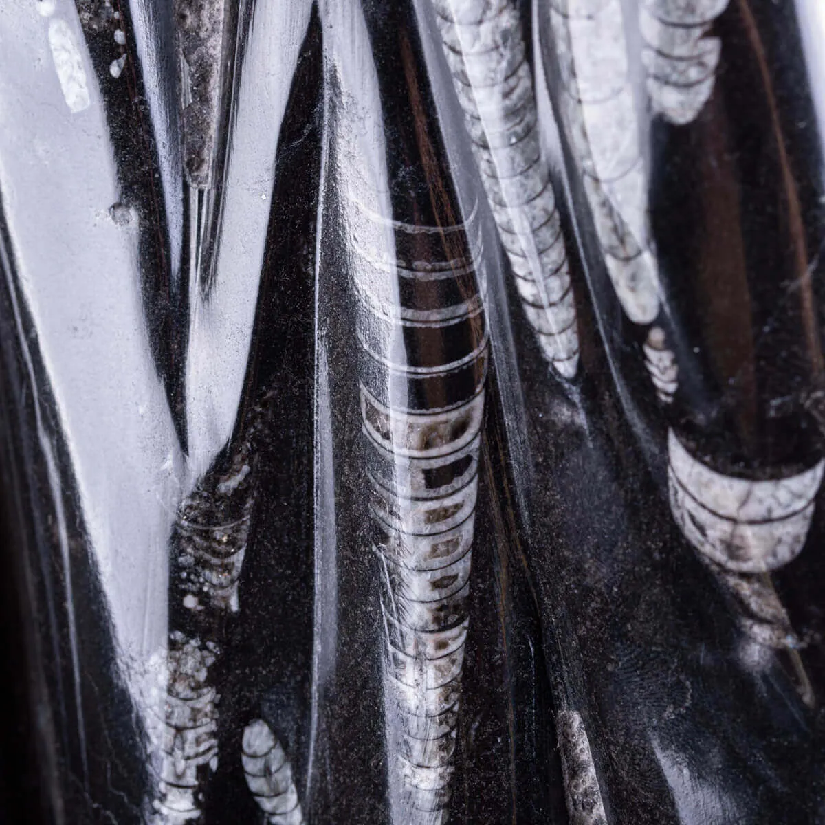 Lastra Fossile di Matrice con Orthoceras Levigati e Lucidati.