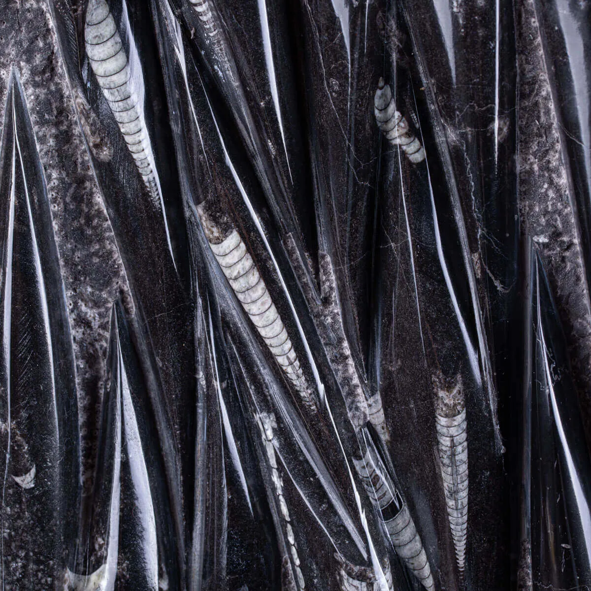 Lastra Fossile di Matrice con Orthoceras Levigati e Lucidati.