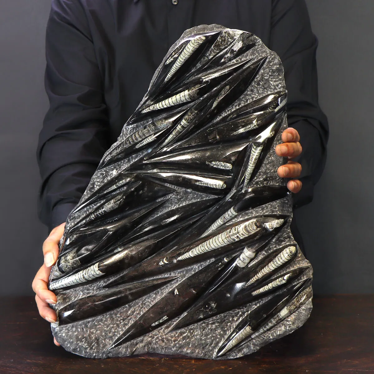 Lastra con Orthoceras Fossili