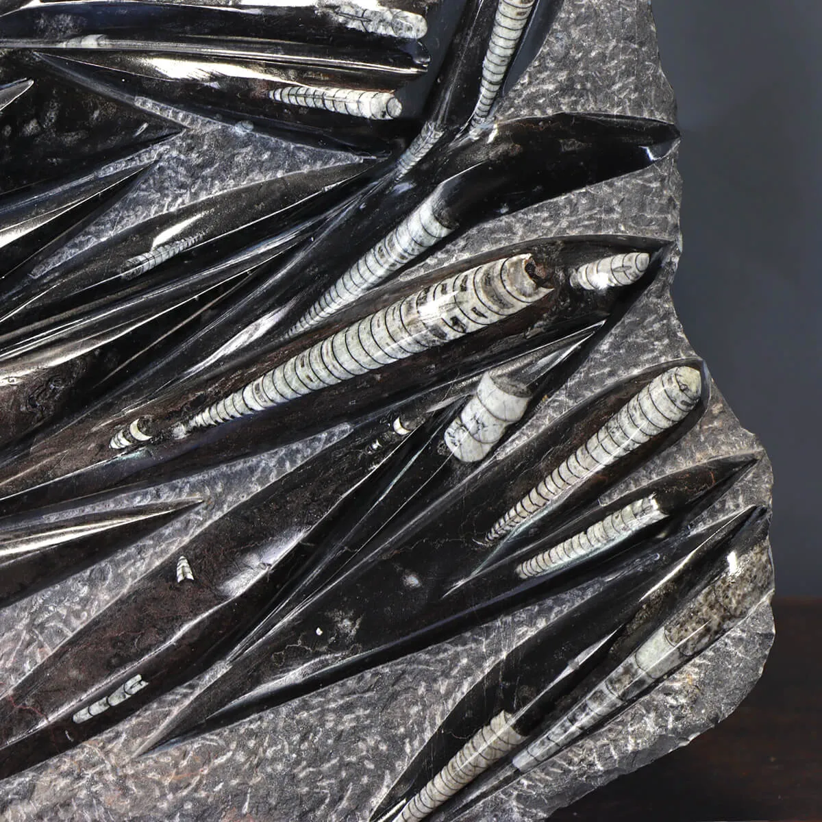 Lastra con Orthoceras Fossili