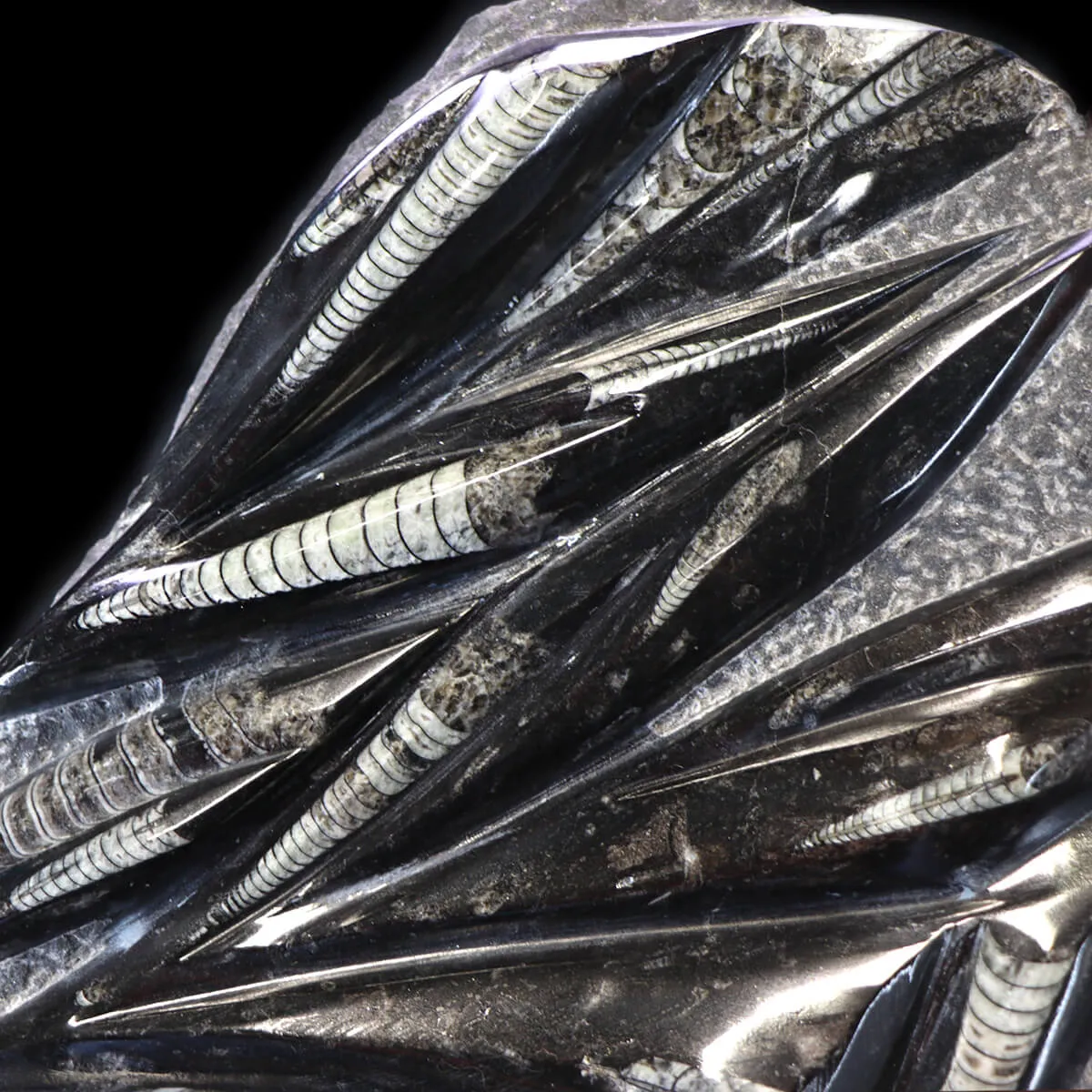 Lastra con Orthoceras Fossili
