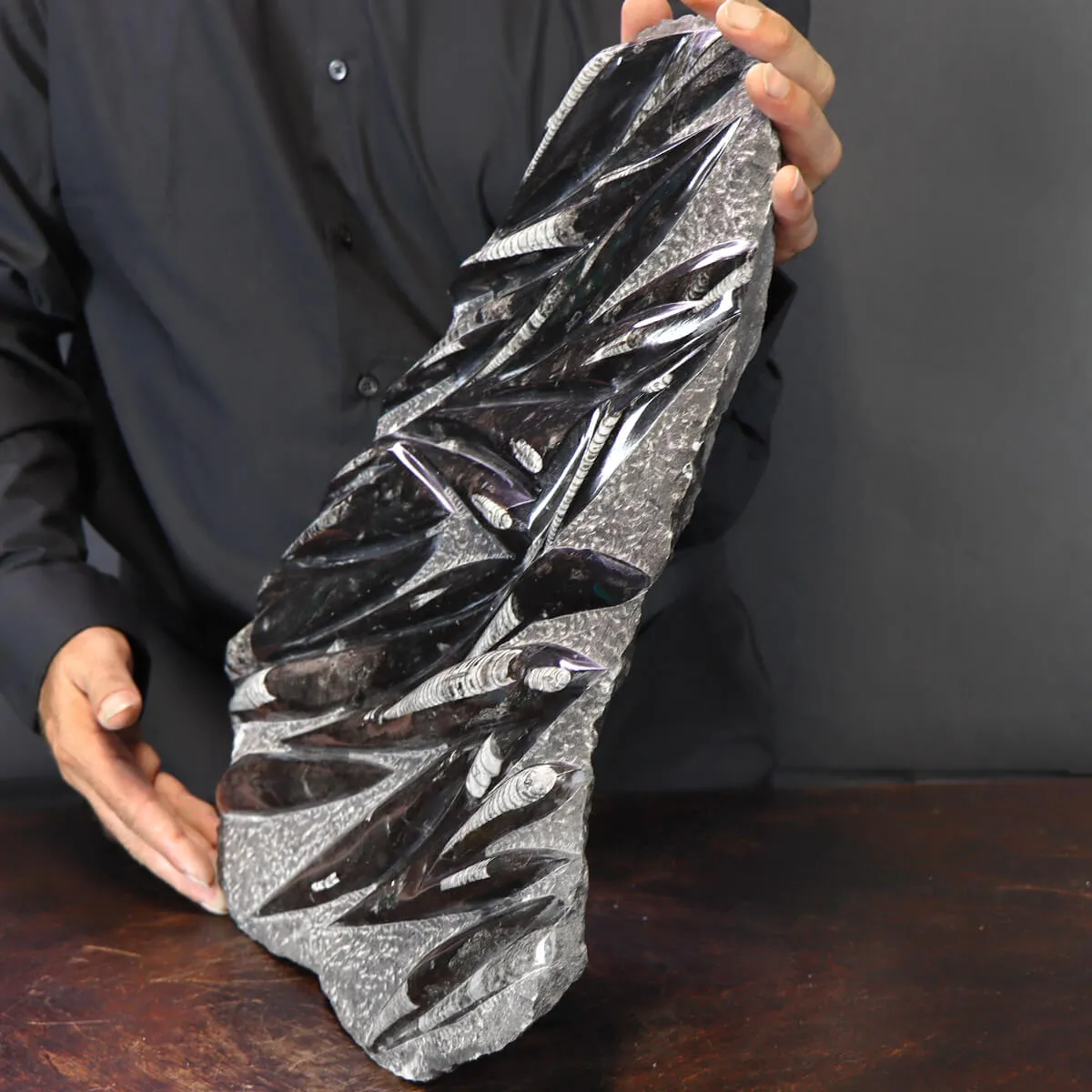 Lastra con Orthoceras Fossili
