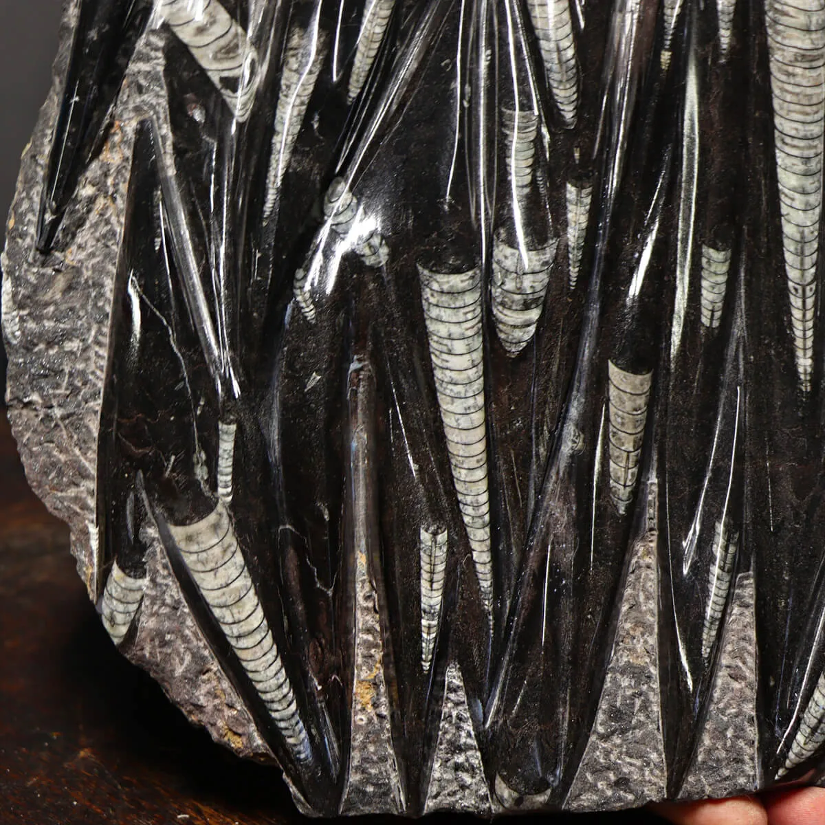 Lastra con Orthoceras Fossili