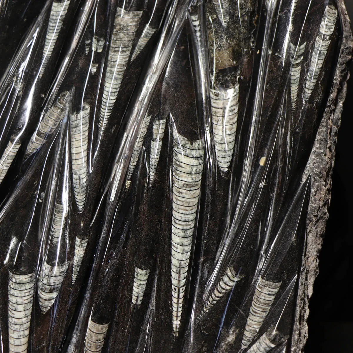 Lastra con Orthoceras Fossili