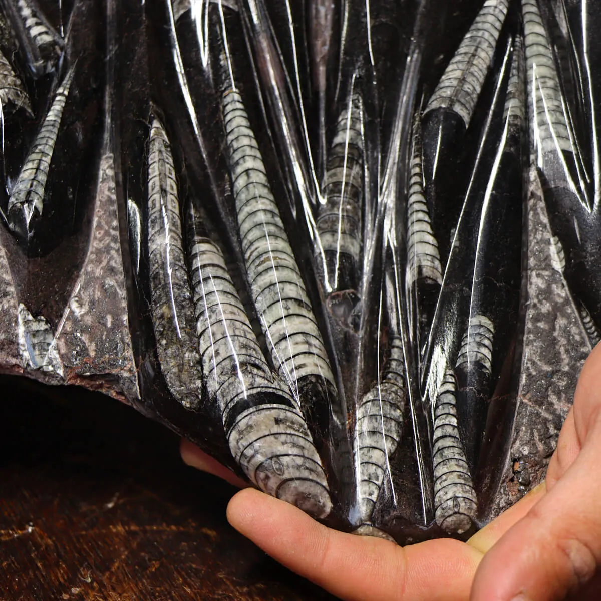 Lastra con Orthoceras Fossili