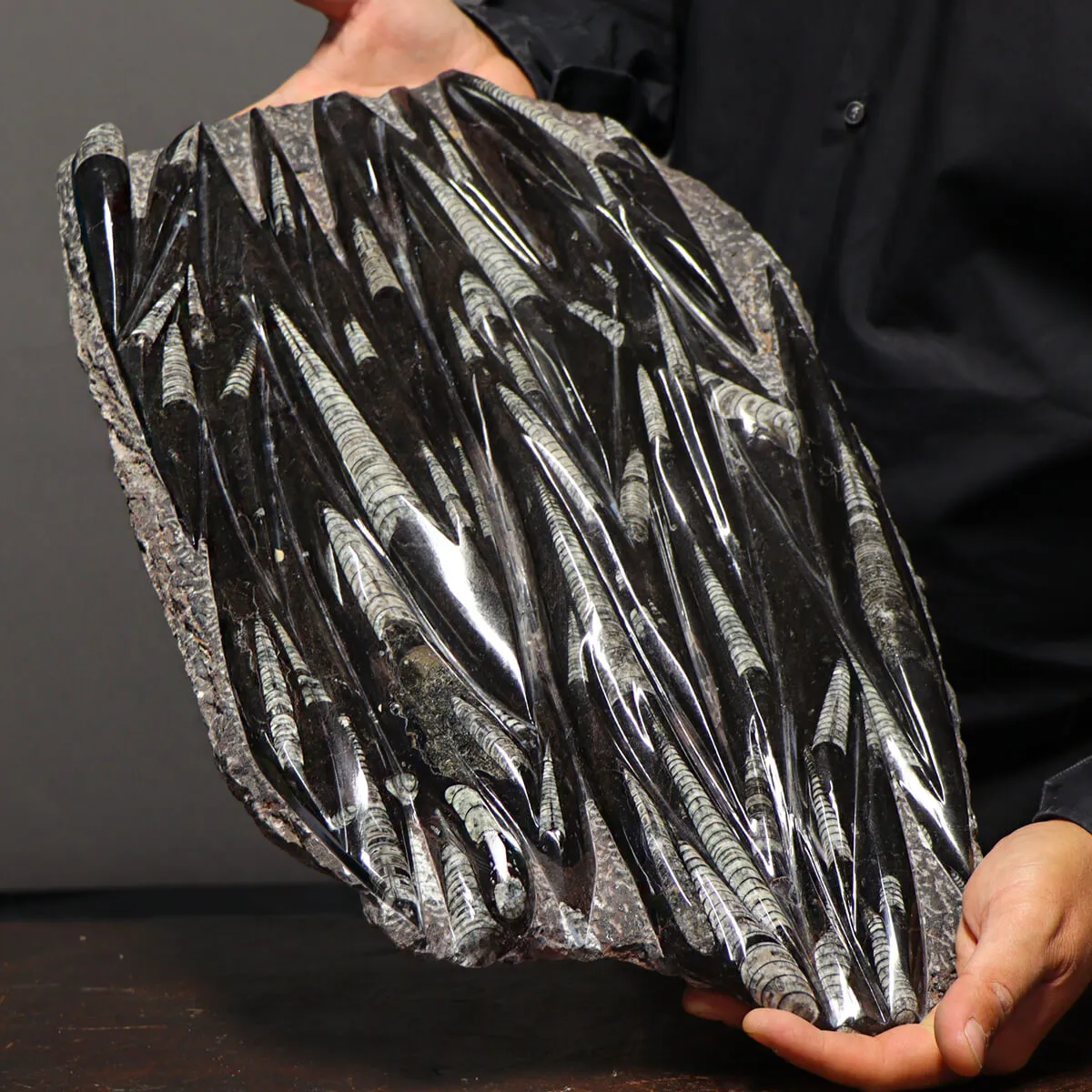 Lastra con Orthoceras Fossili