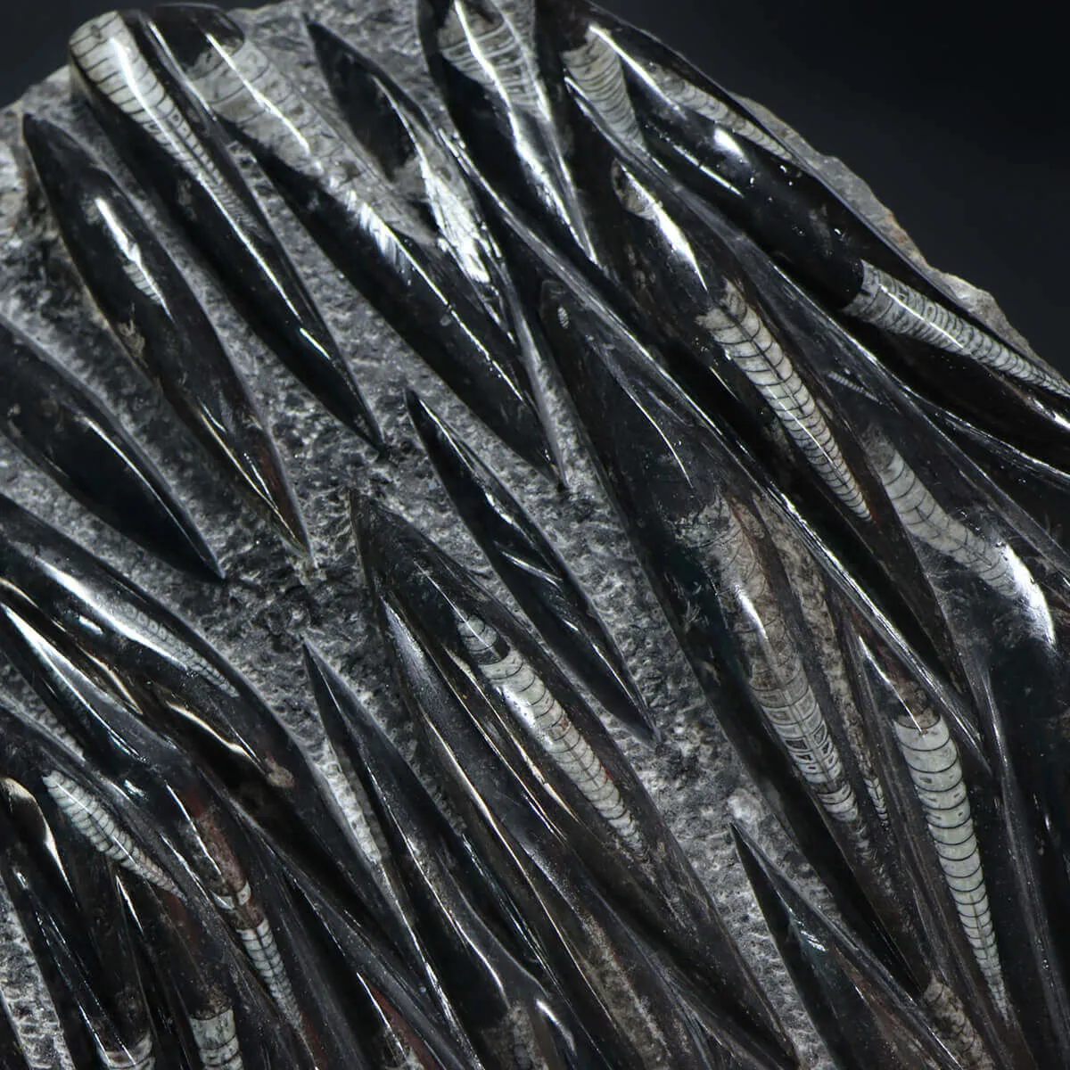 Lastra con Orthoceras Fossili
