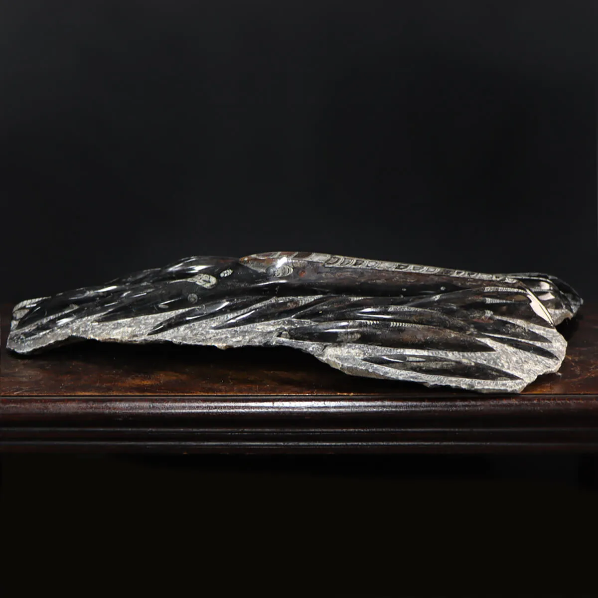 Lastra con Orthoceras Fossili